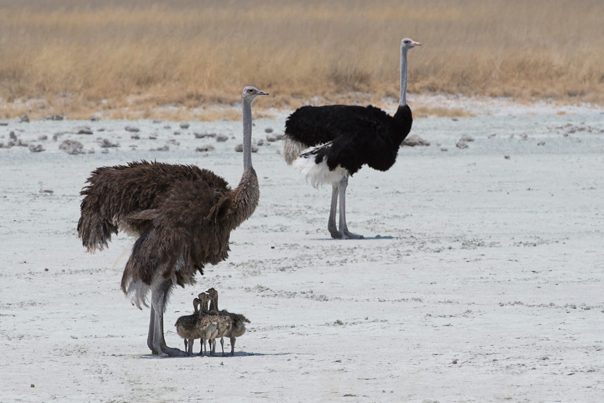 A family of ostriches at Etosha National Park in Namibia
