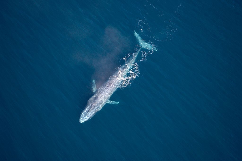 Blue whale swims through sea, pictured from above