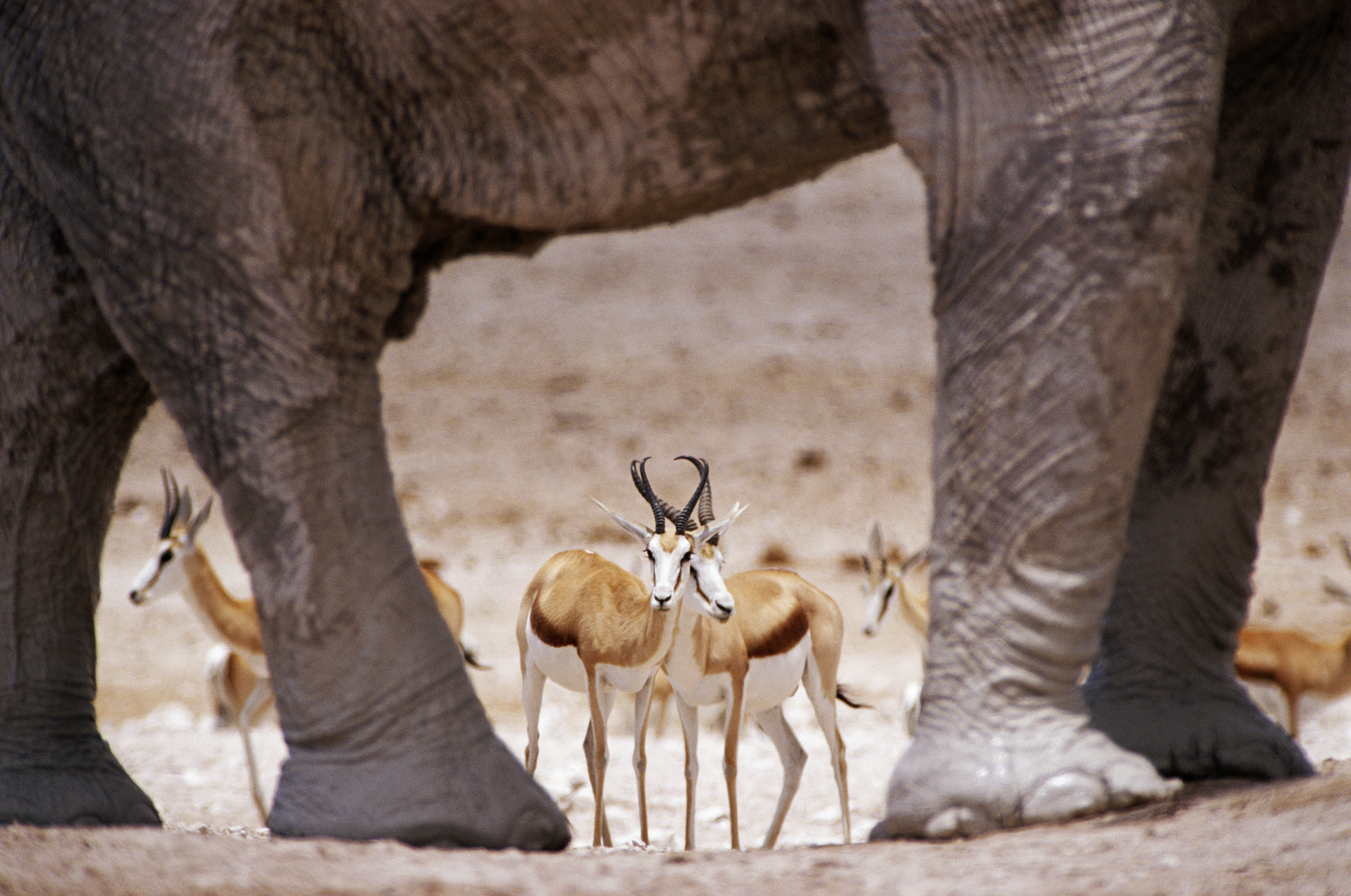 Africanelephant in the Etosha National Park, Namibia, with several springbok visible between its legs