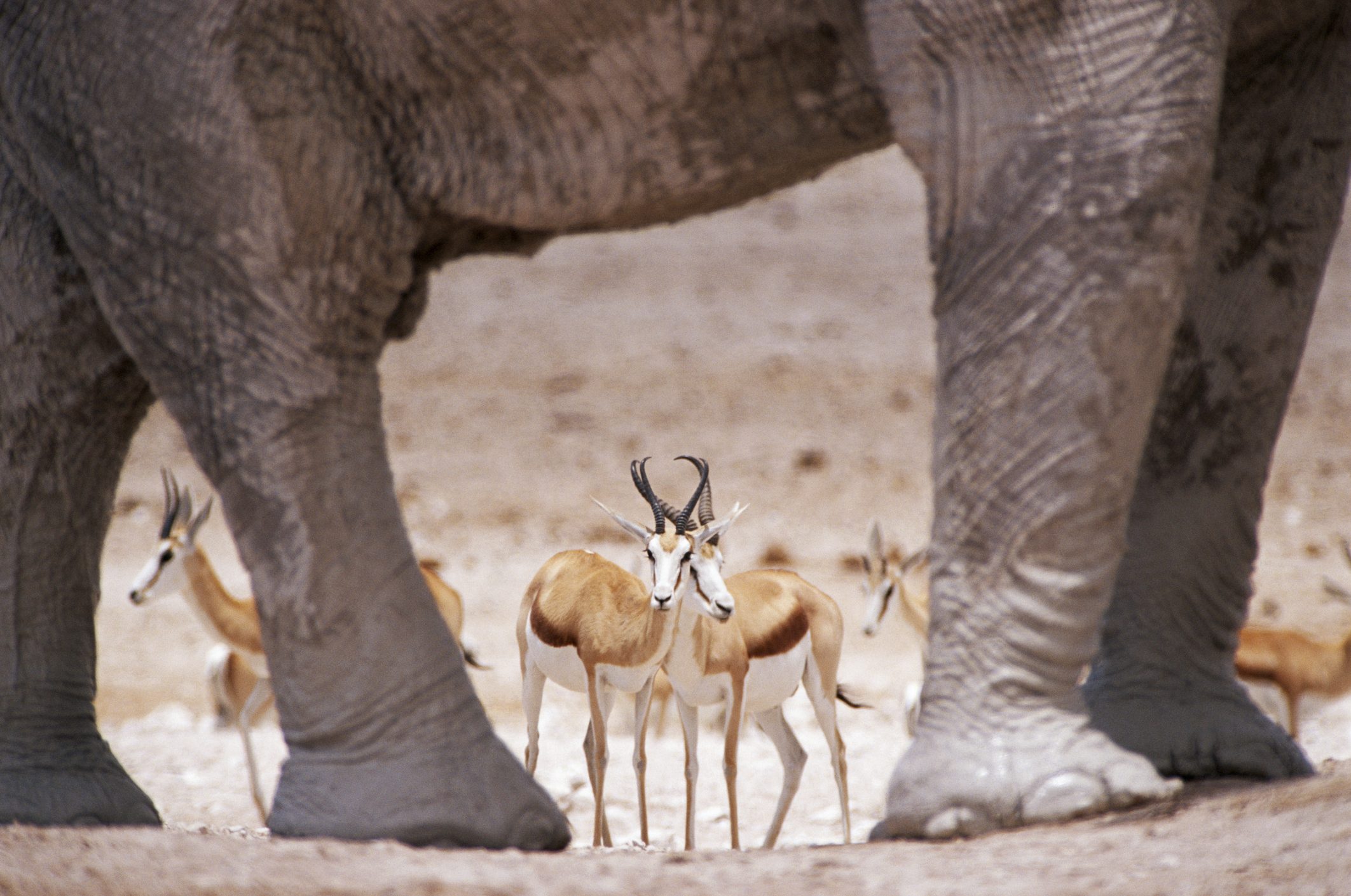 Africanelephant in the Etosha National Park, Namibia, with several springbok visible between its legs