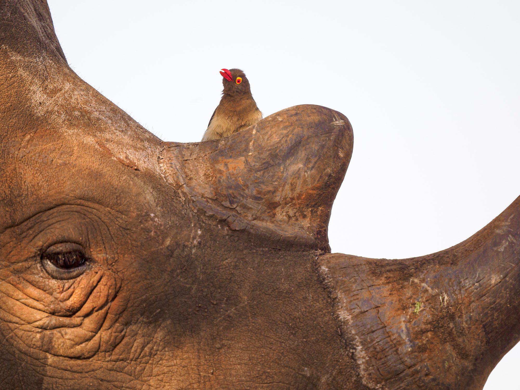 Red-billed oxpeckers sitting on a White rhinoceros (Ceratotherium simum) while it's drinking from the Zimanga waterhole