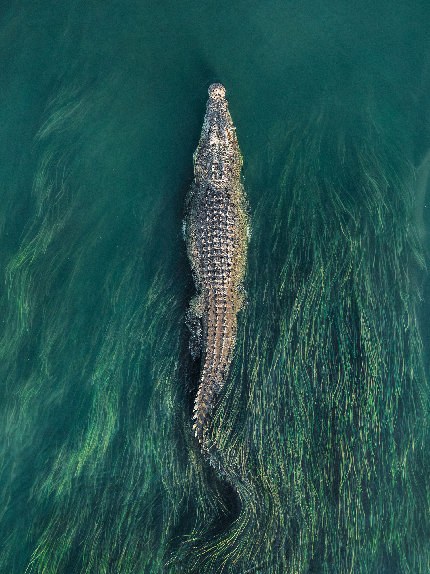 Close up drone photo showing a huge saltwater crocodile swimming through reeds in the Ord River, Kununurra, The Kimberley, Western Australia, Australia