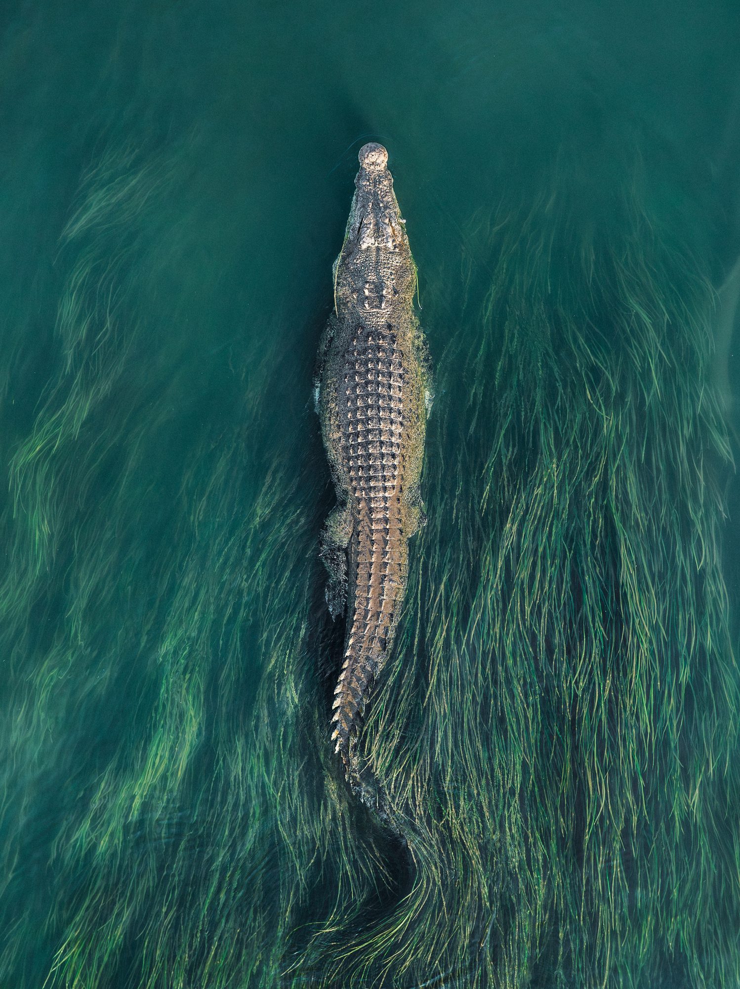Close up drone photo showing a huge saltwater crocodile swimming through reeds in the Ord River, Kununurra, The Kimberley, Western Australia, Australia