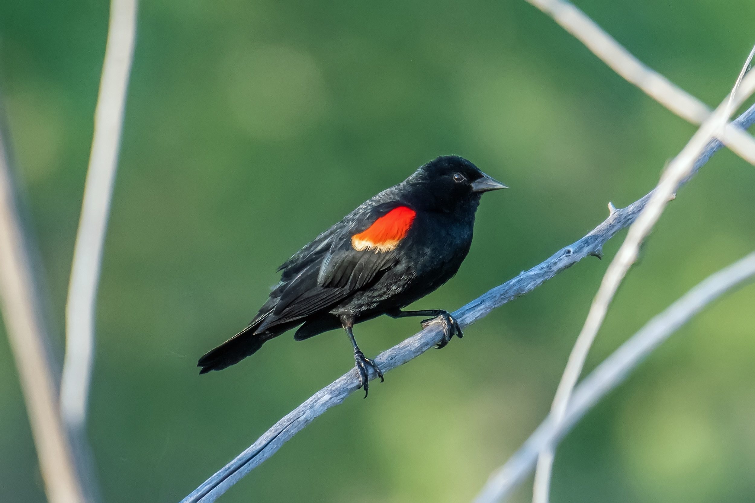 Red-winged blackbird male