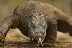 Komodo Dragon guide Komodo Dragon