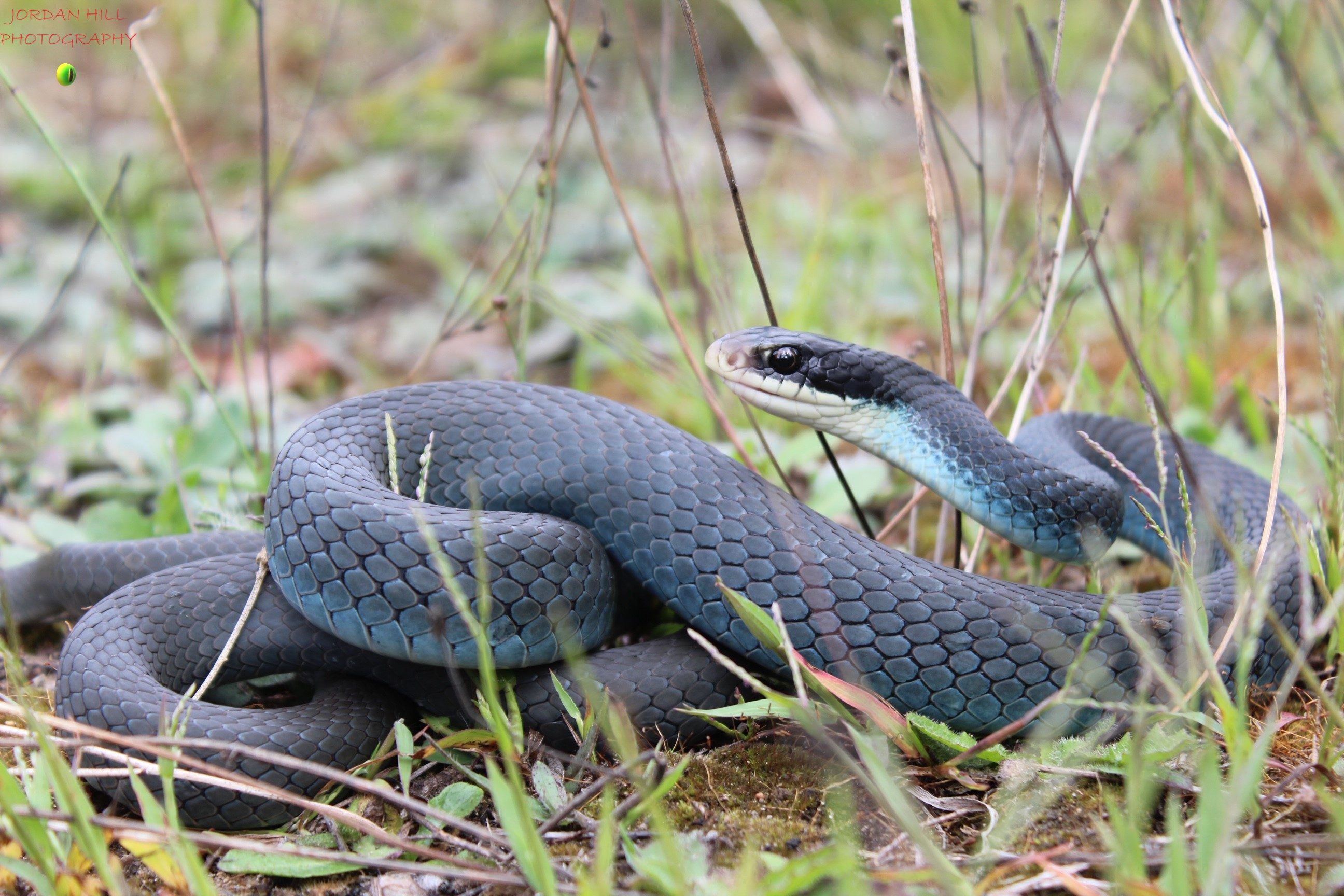 A subadult blue racer from Northern Michigan. © Jordan Hill