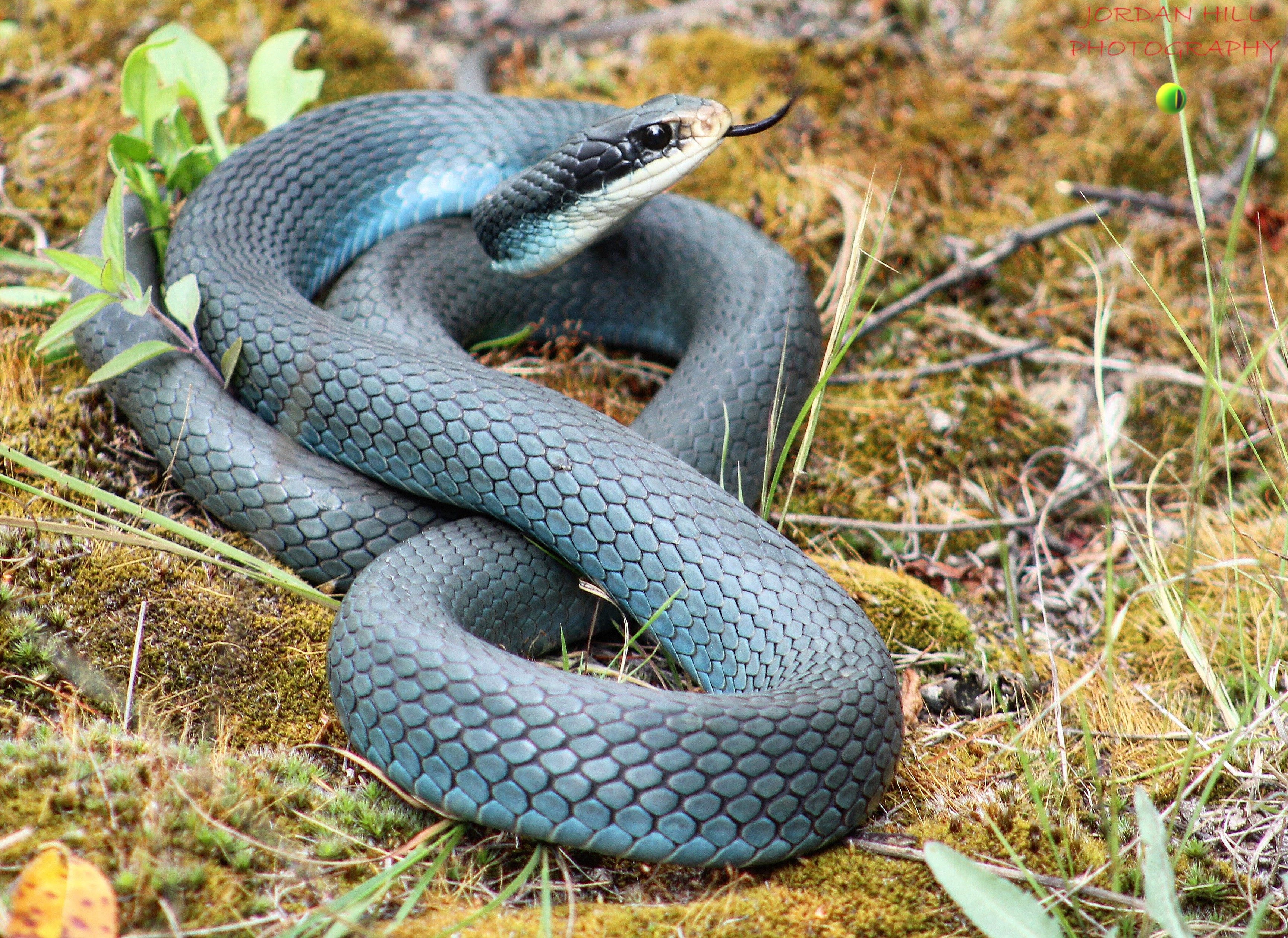 An almost two metre adult blue racer in Huron-Manistee National Forest. © Jordan Hill