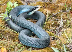 An almost two metre adult blue racer in Huron-Manistee National Forest. © Jordan Hill An almost two metre adult blue racer in Huron-Manistee National Forest. © Jordan Hill
