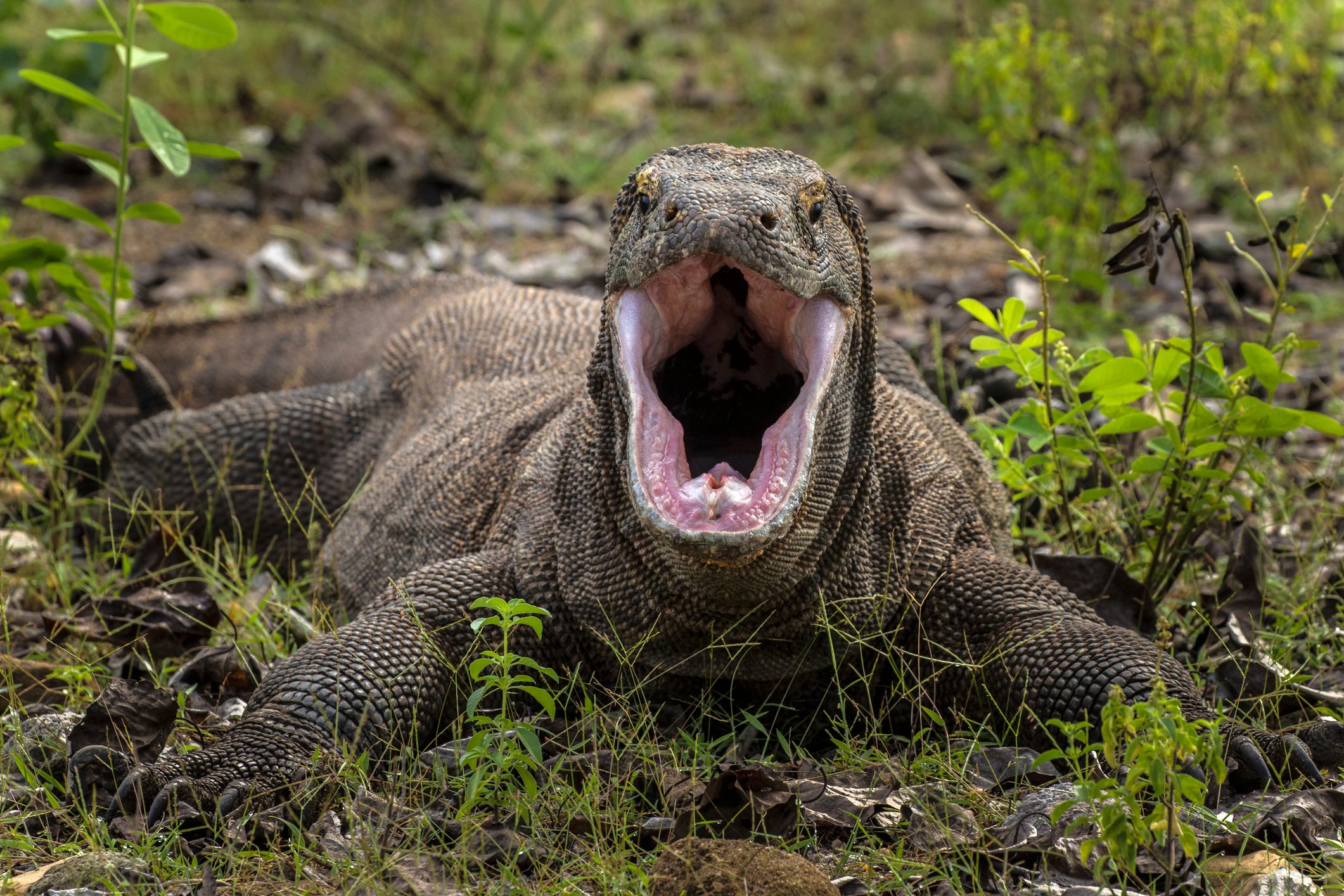 komodo dragon attacks tourist