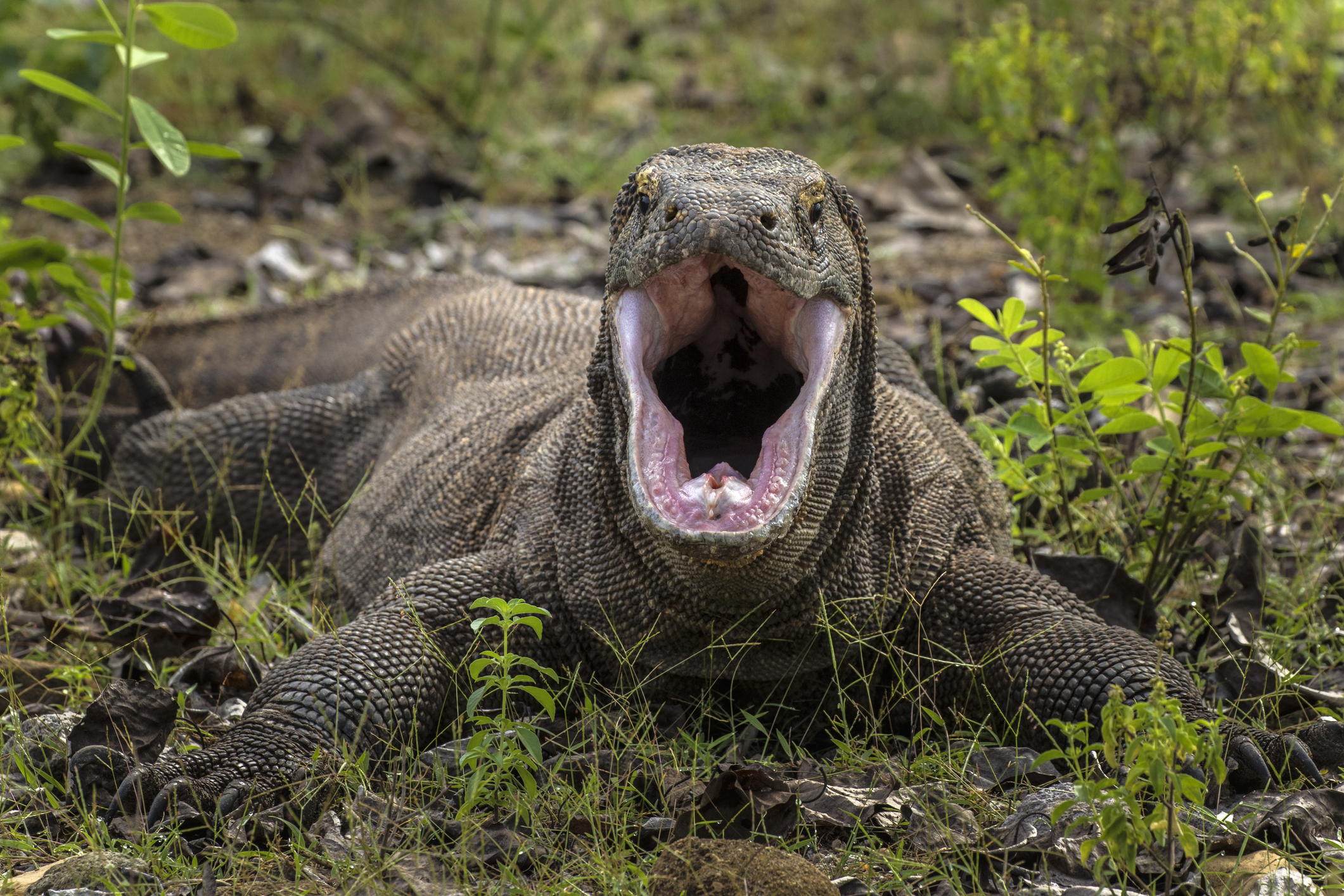 komodo dragon attacks tourist