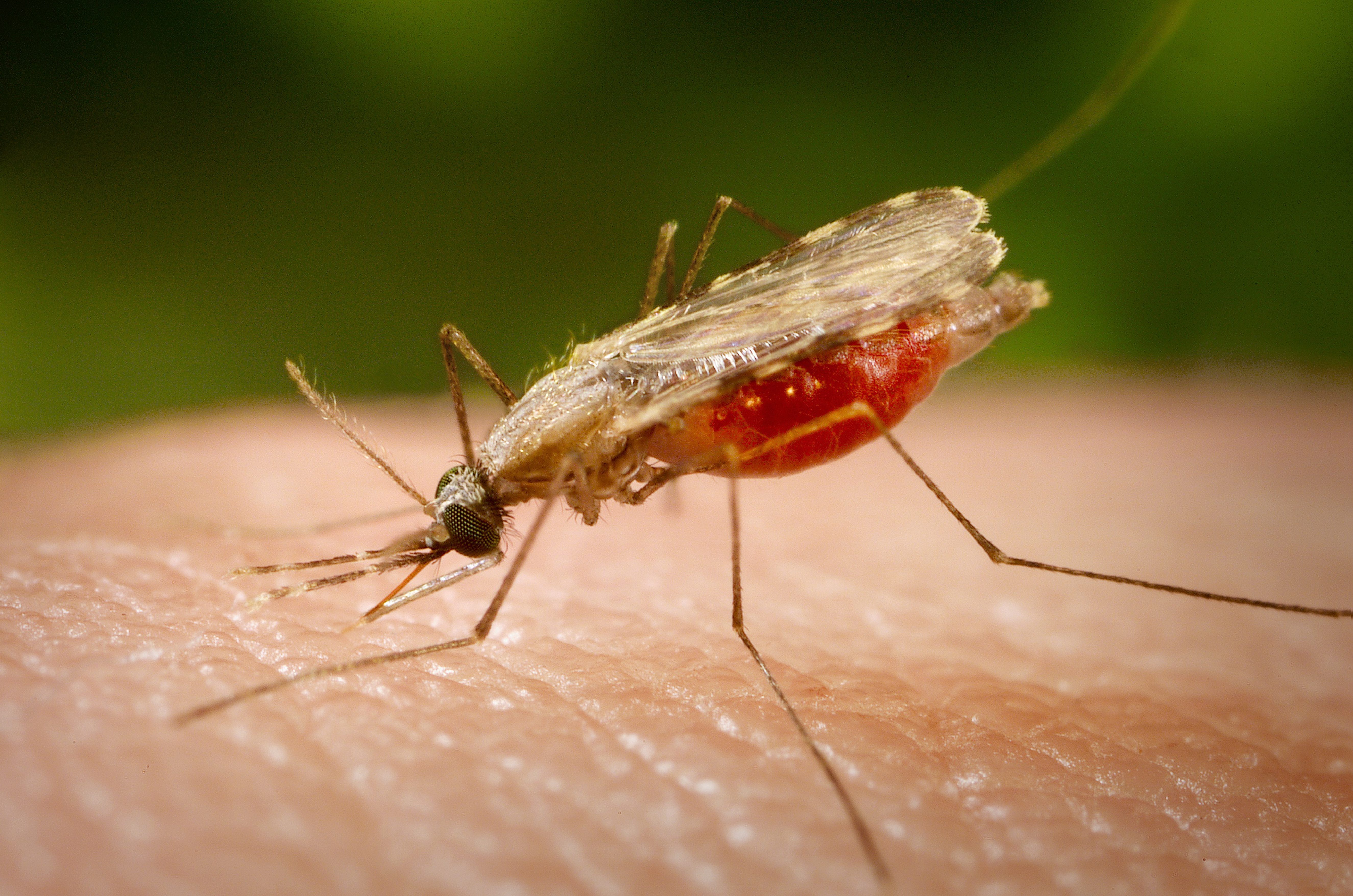 Orient mosquito (Anopheles minimus) engorged with blood, feeding on a human host. © Smith Collection/Gado/Contributor/Getty