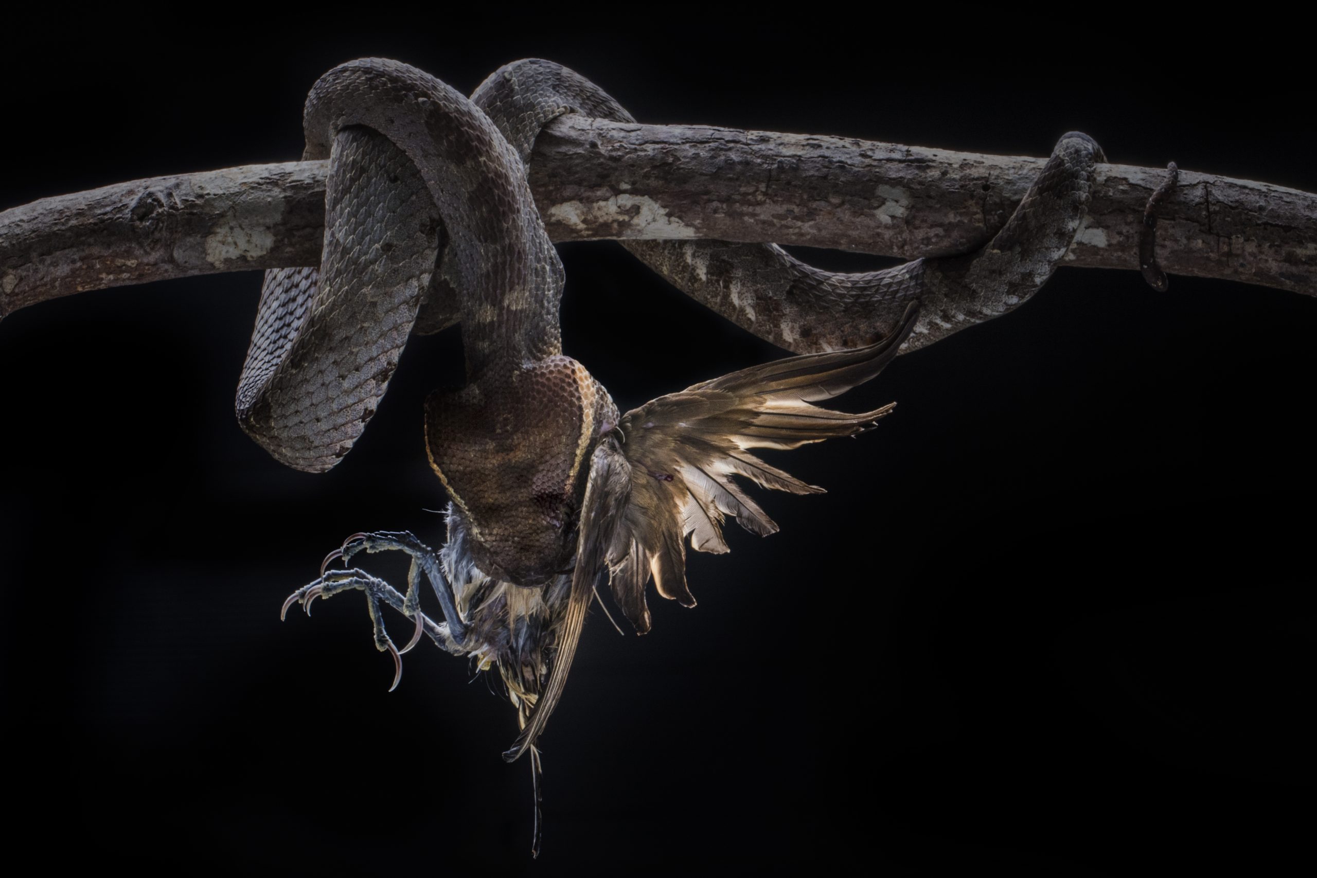 Viper eating a bird, Indonesia