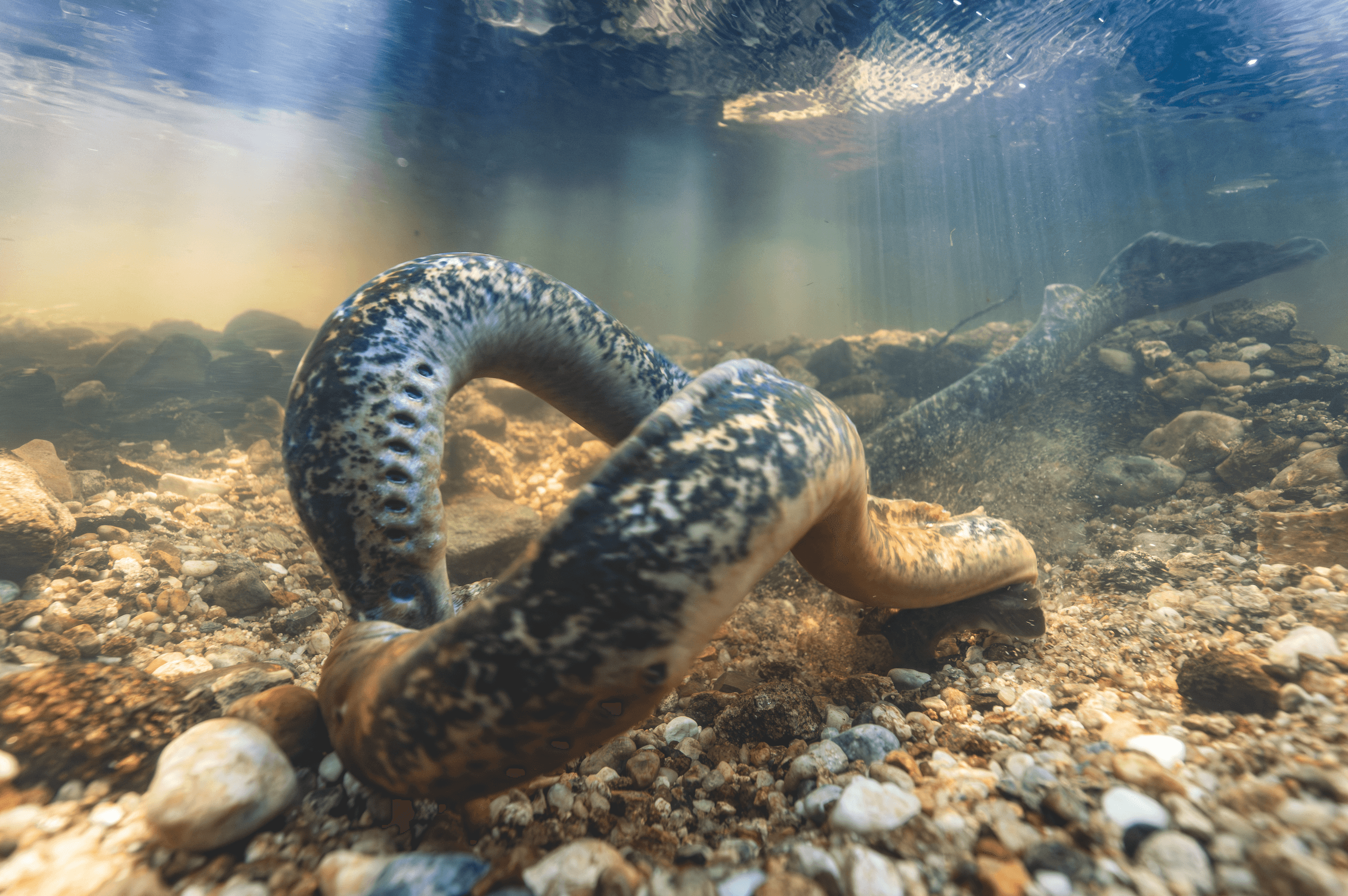 Sea lampreys