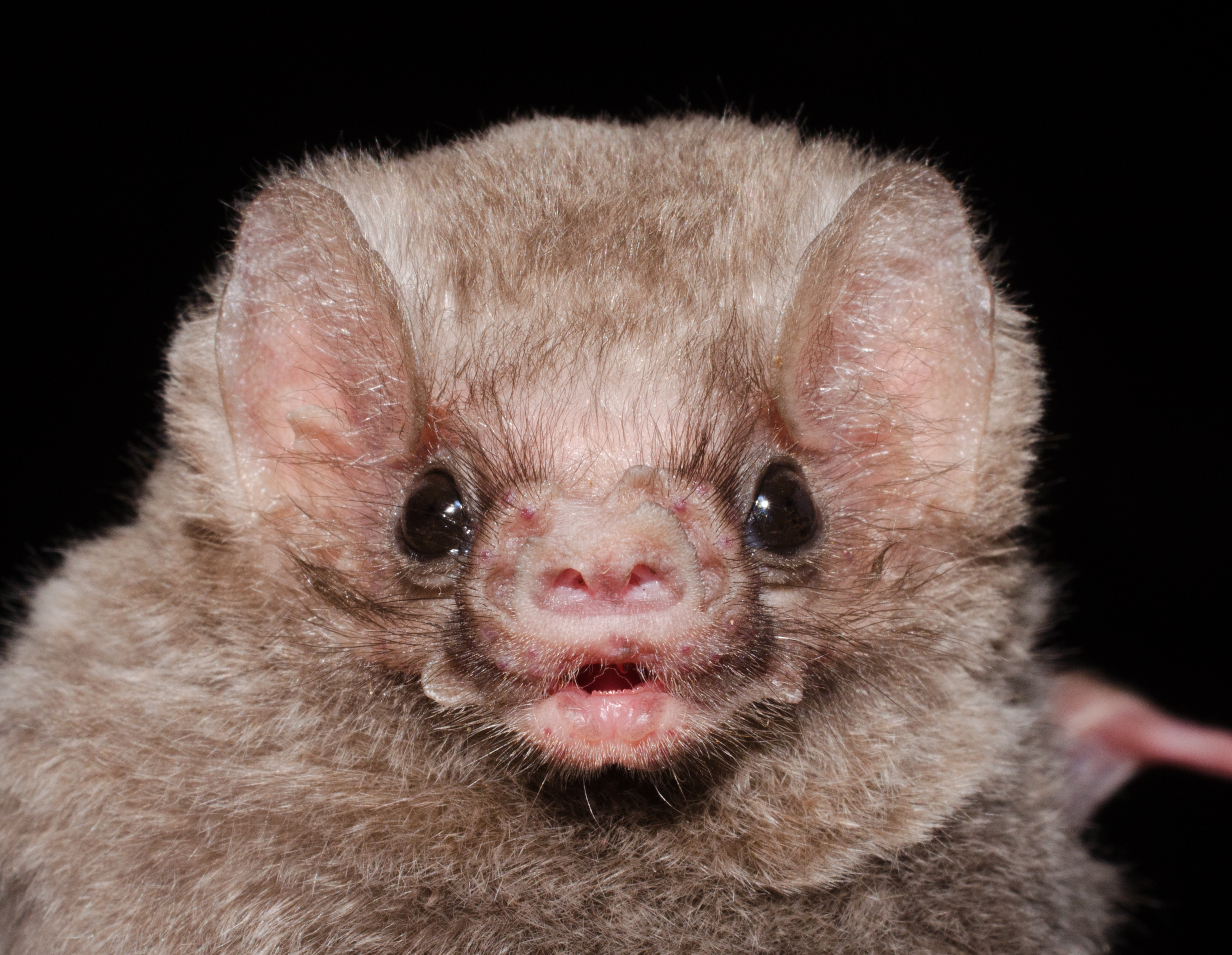 The hairy-legged vampire bat (Diphylla ecaudata). © Gabriel Mendes/Getty