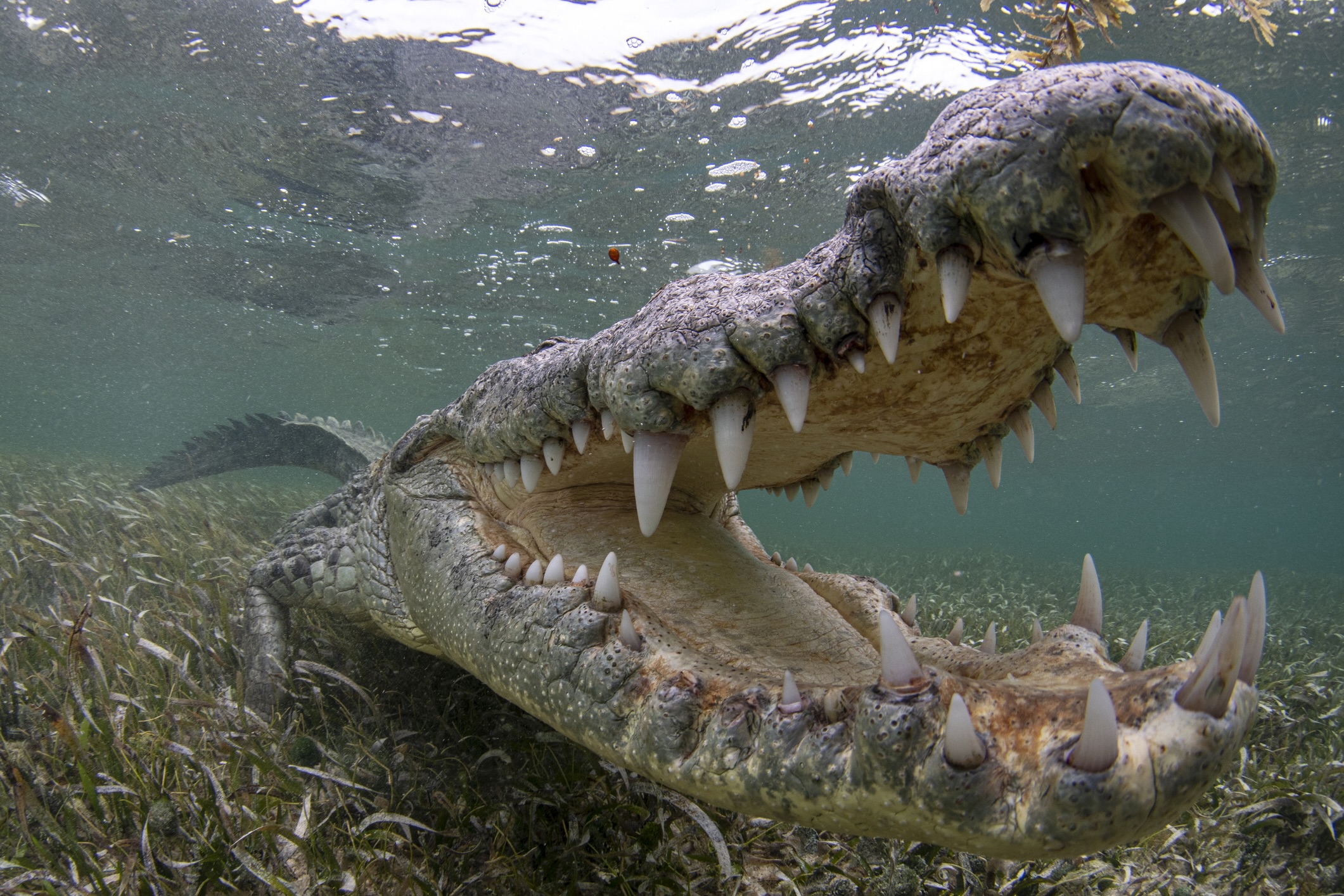 Banco Chinchorro crocodile