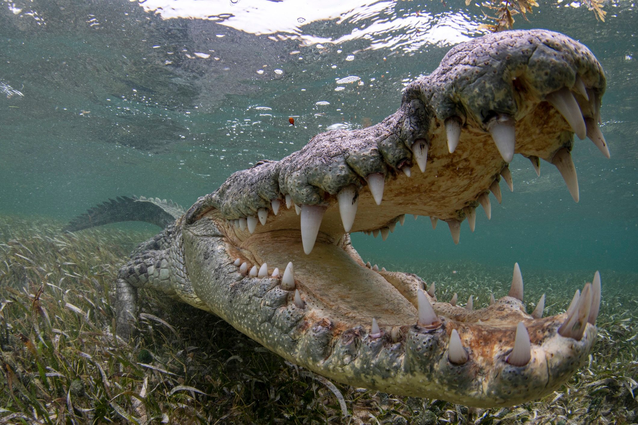 Banco Chinchorro crocodile