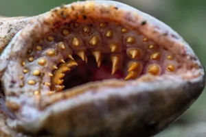 Sea lamprey Sea lamprey mouth