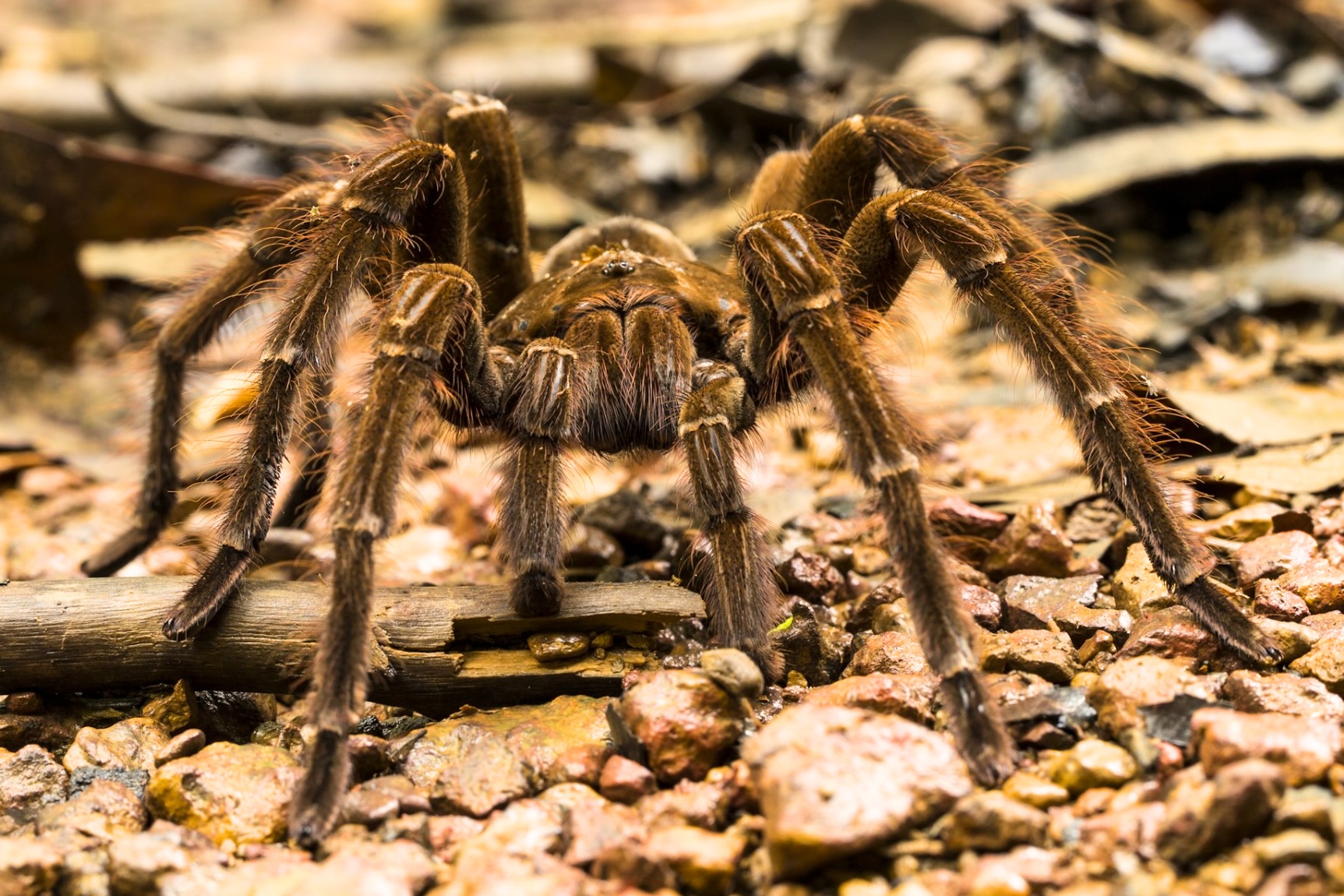 Goliath tarantula