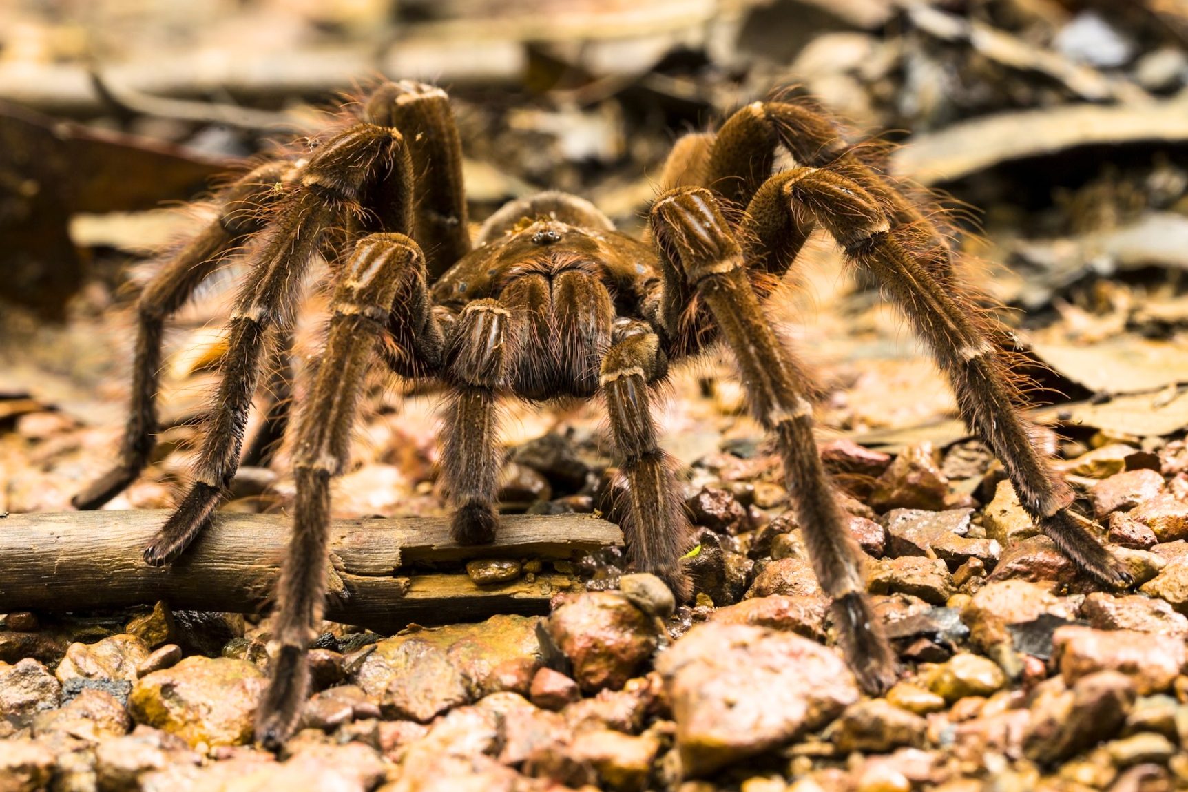 Goliath tarantula
