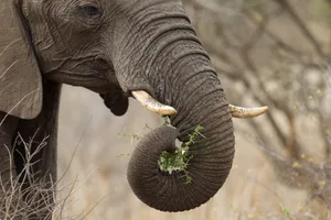 An elephant's trunk is used for grabbing food. © CarlFourie/Getty An elephant's trunk is used for grabbing food. © CarlFourie/Getty