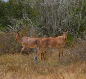 Hirola. © Hirola Conservation Program Hirola. © Hirola Conservation Program