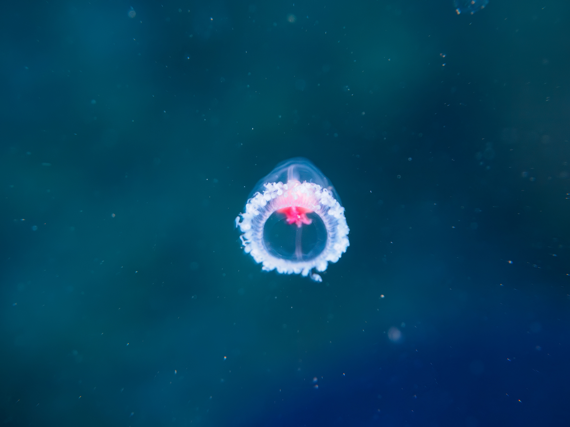 immortal jellyfish