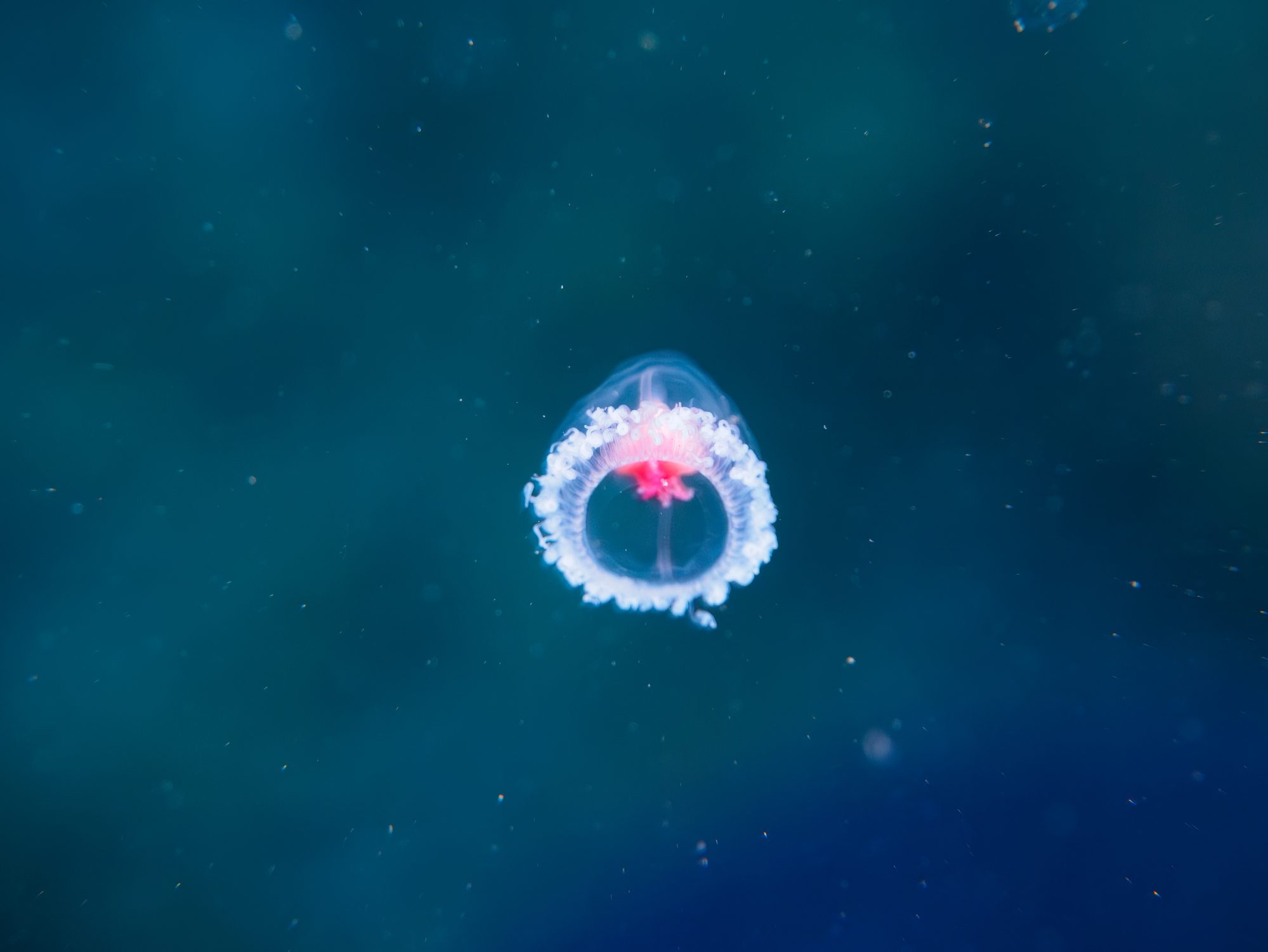 immortal jellyfish