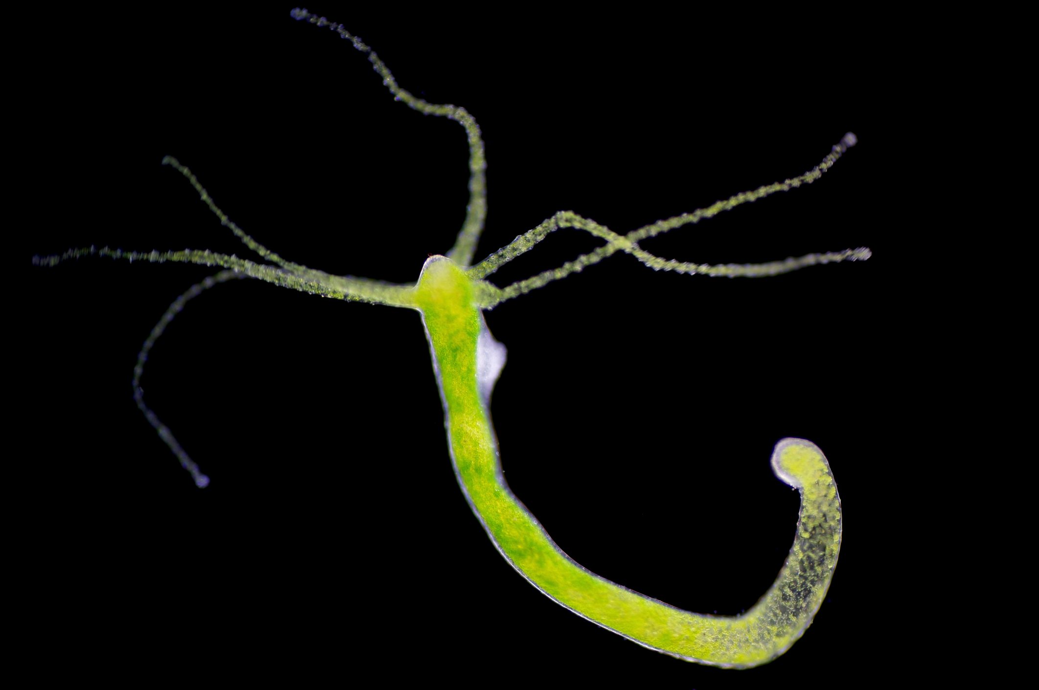  Hydra, light micrograph. Hydra are small freshwater animals of the phylum Cnidaria and class Hydrozoa.