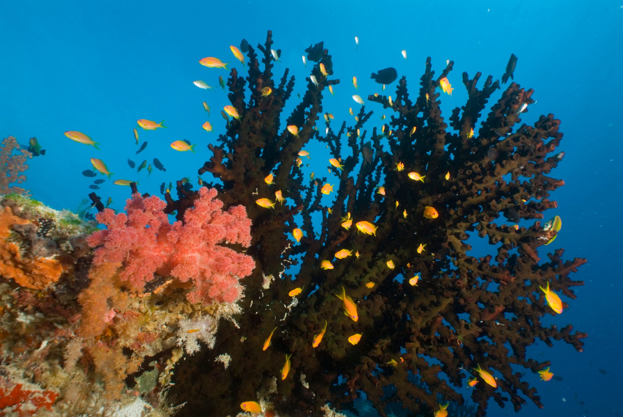 black coral and soft coral surrounded by fish on a coral reef in the seychelles
