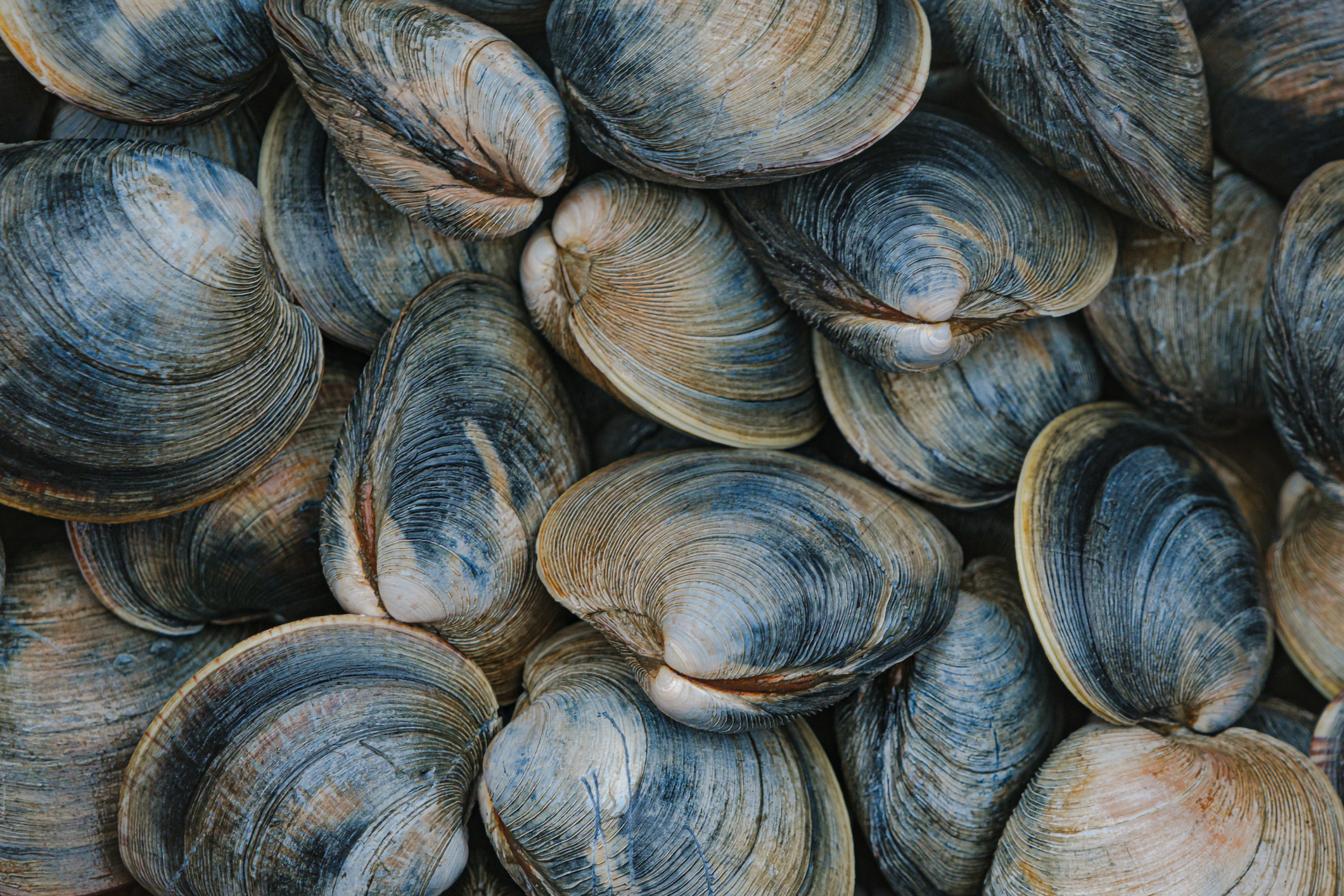 Blueish little neck clams freshly harvested from Katama Bay in Edgartown, Martha's Vineyard
