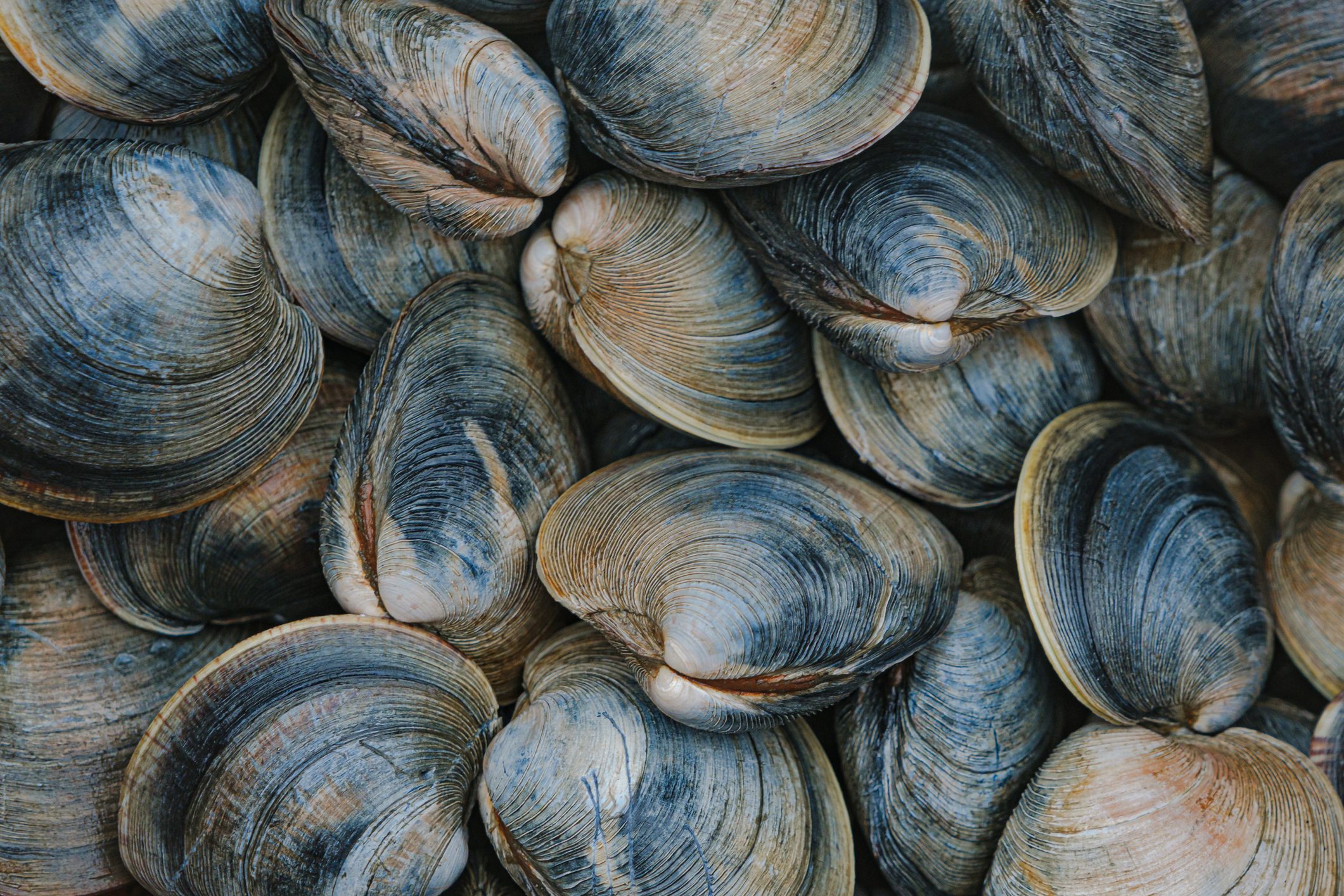 Blueish little neck clams freshly harvested from Katama Bay in Edgartown, Martha's Vineyard