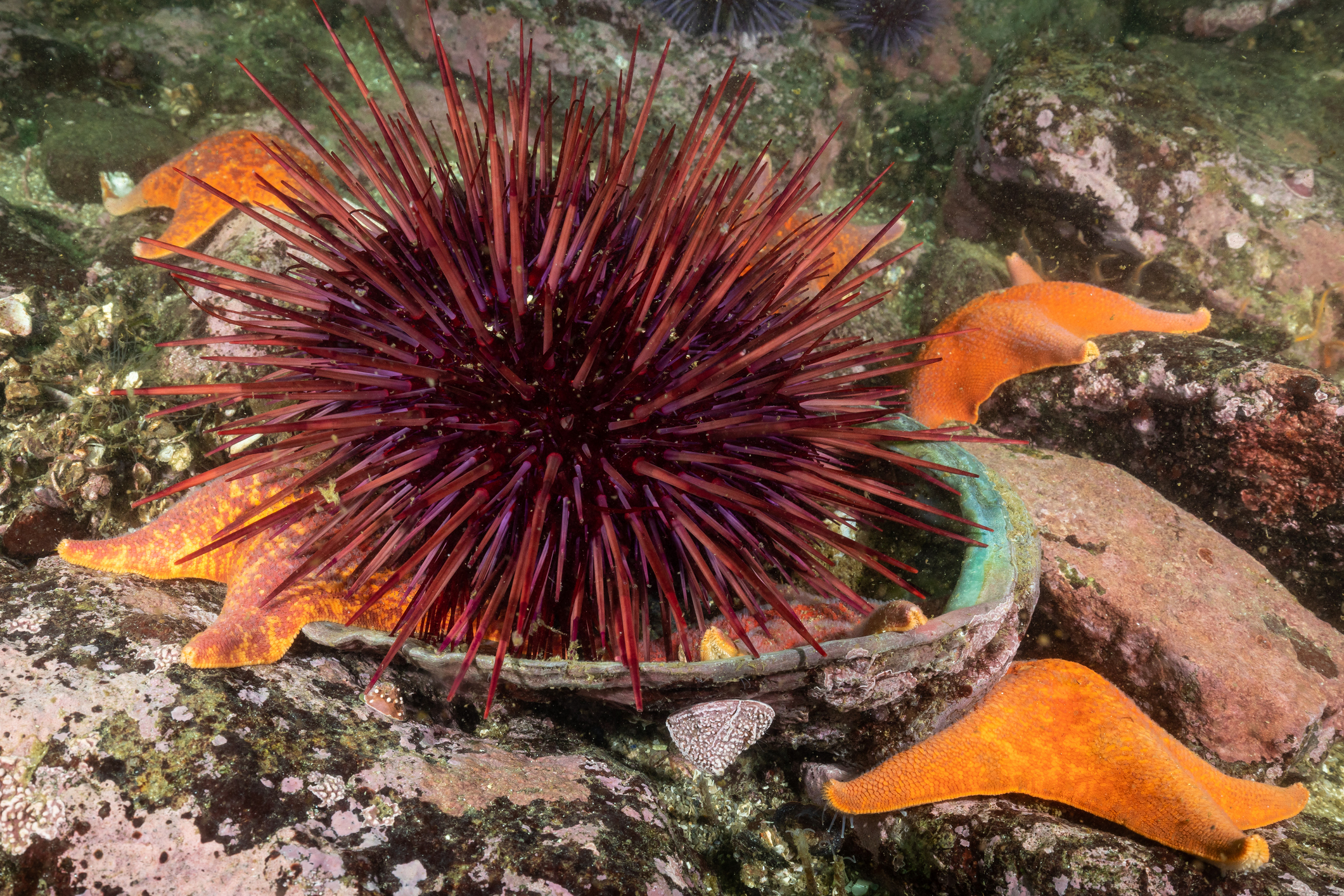 A red sea urchin 