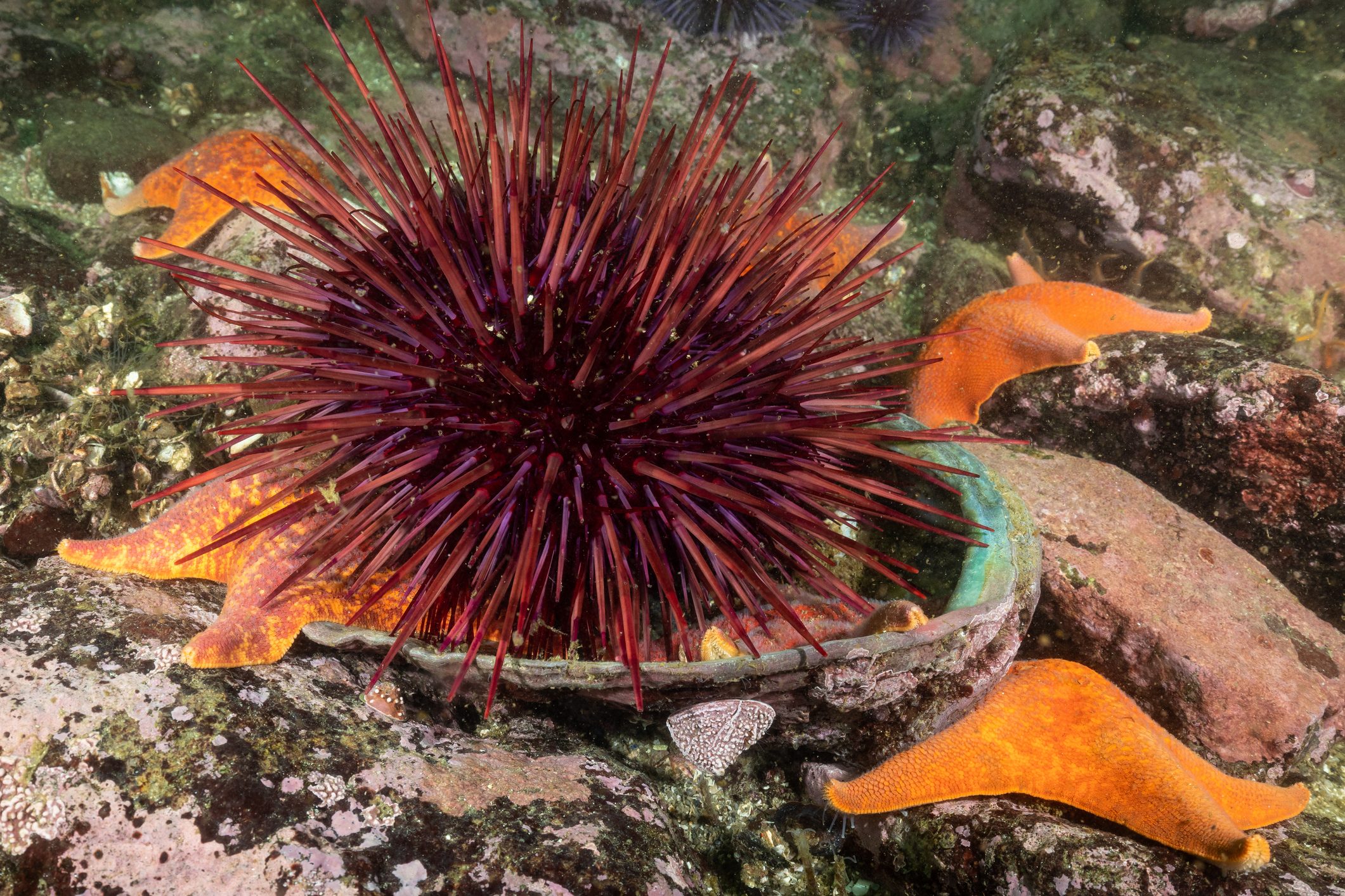 A red sea urchin 