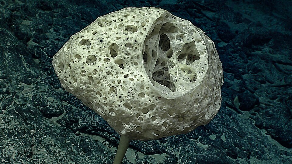 Bolosoma stalked glass sponge