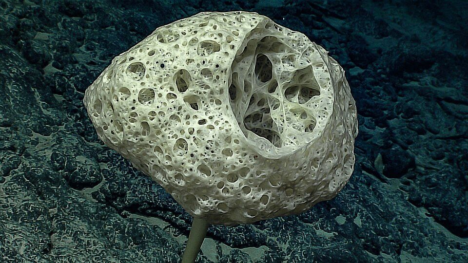 Bolosoma stalked glass sponge