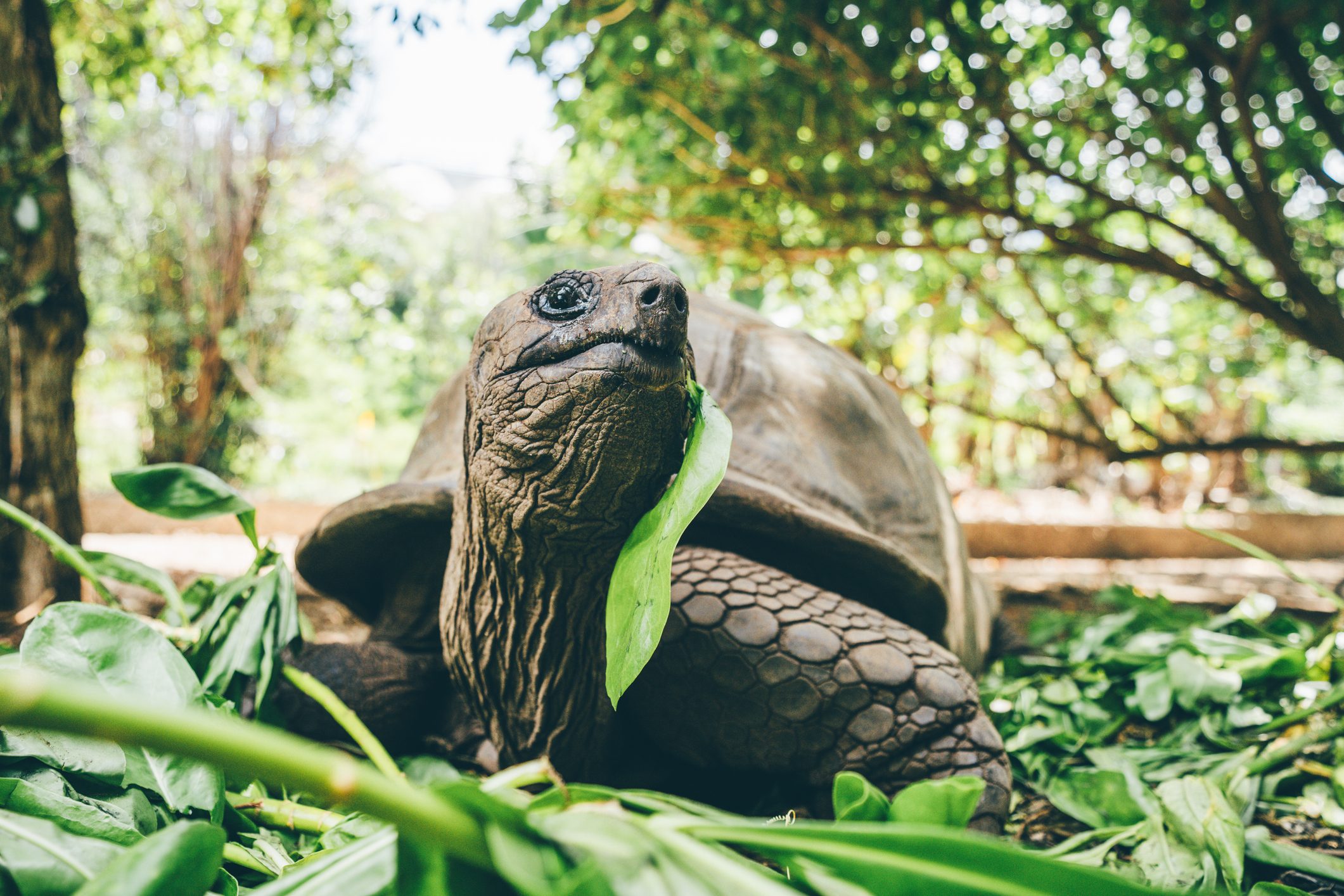 Seychelles giant tortoise.