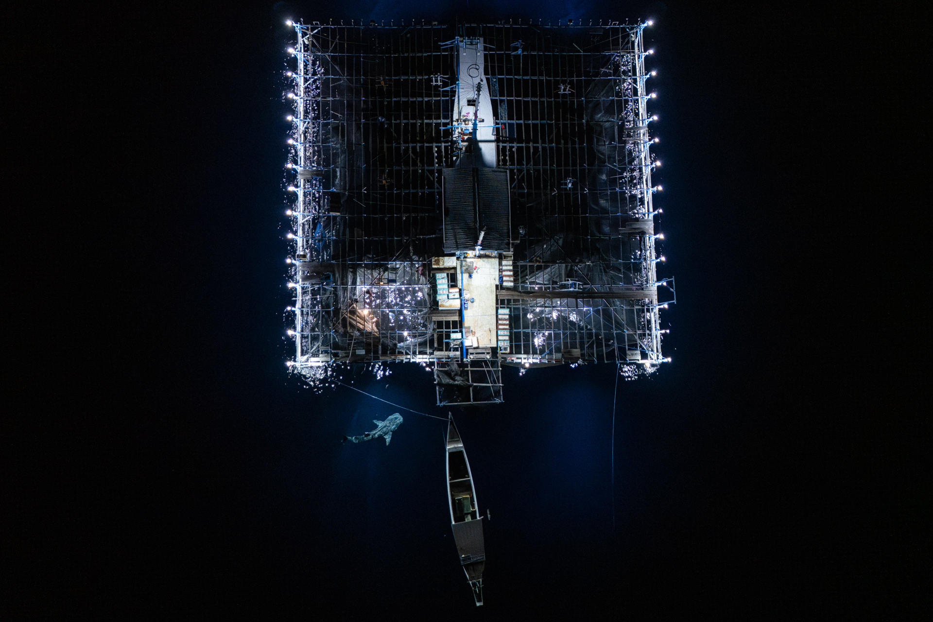 Night-Time Catch by Alex Lindbloom