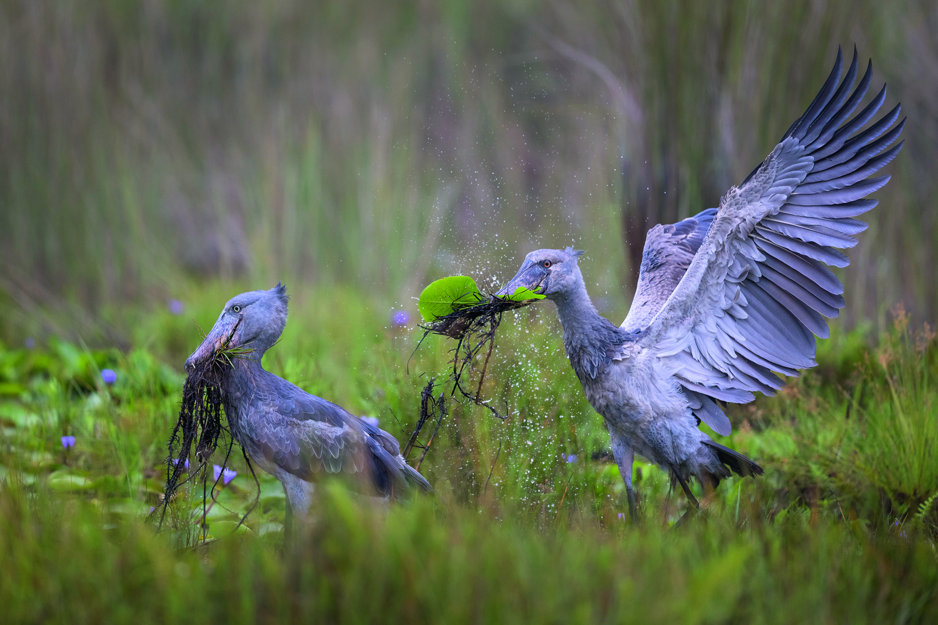 Scenes from the Swamp by Isak Pretorius