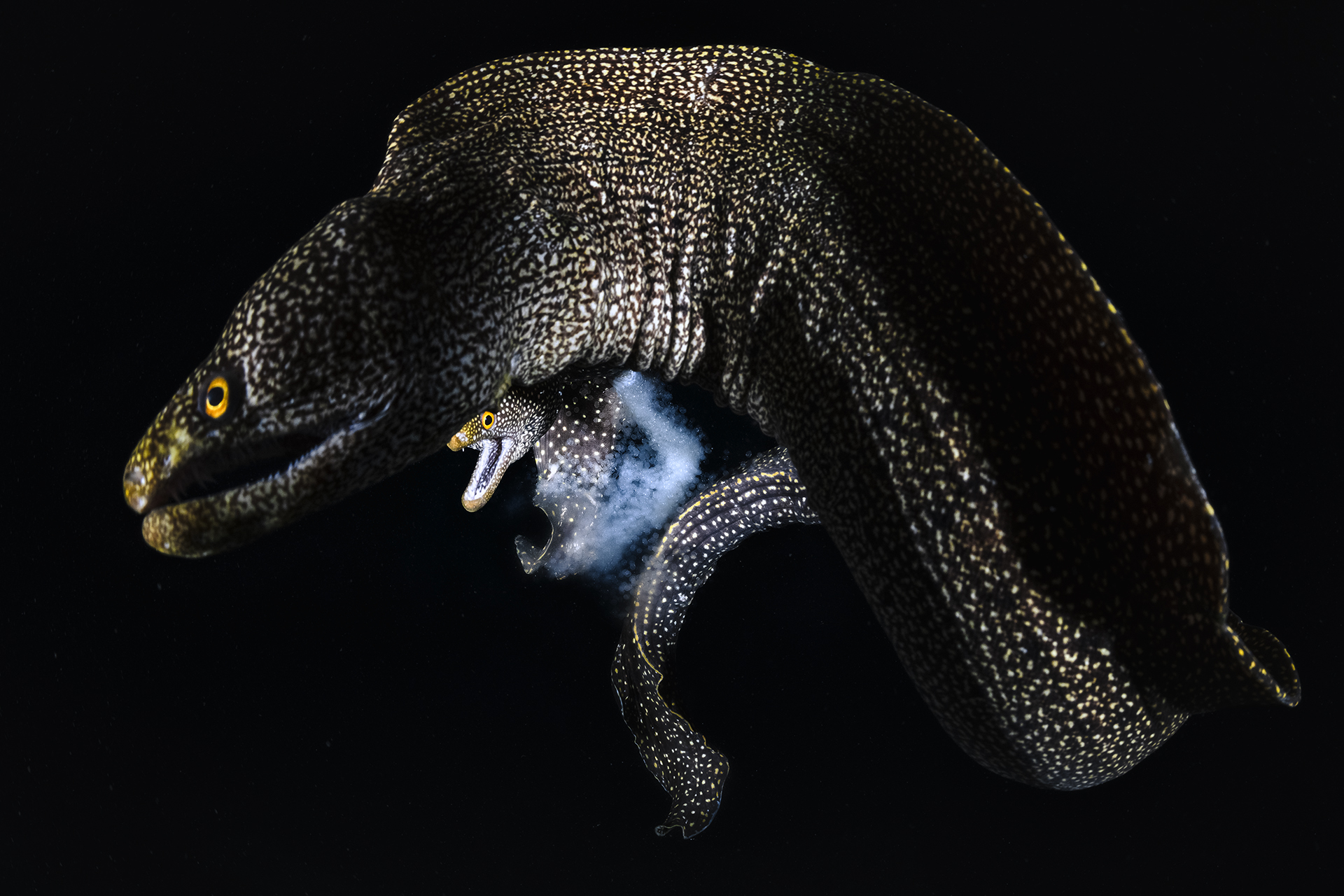 Making Morays by Tony Wu