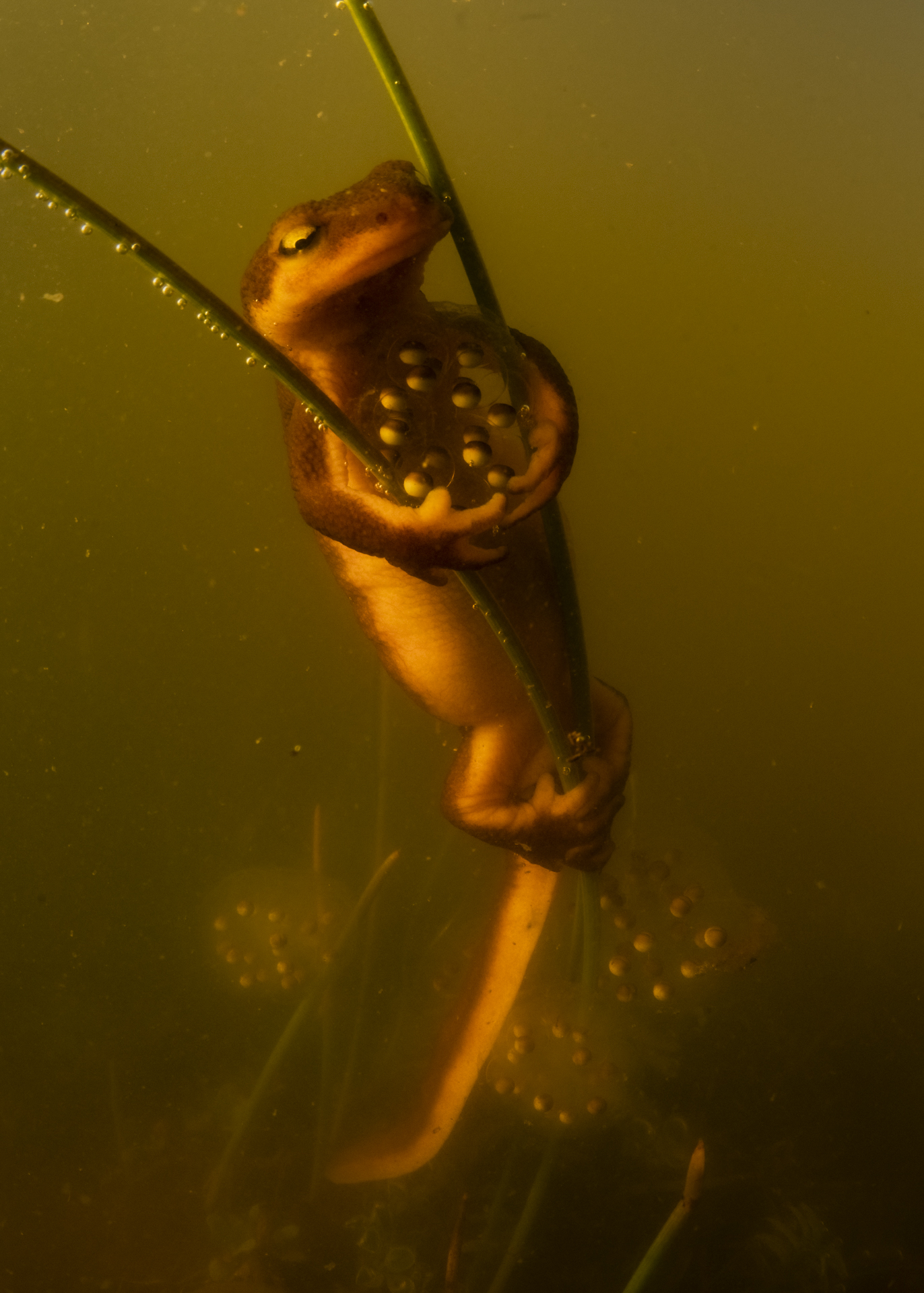 Protective Pose by Anton Sorokin