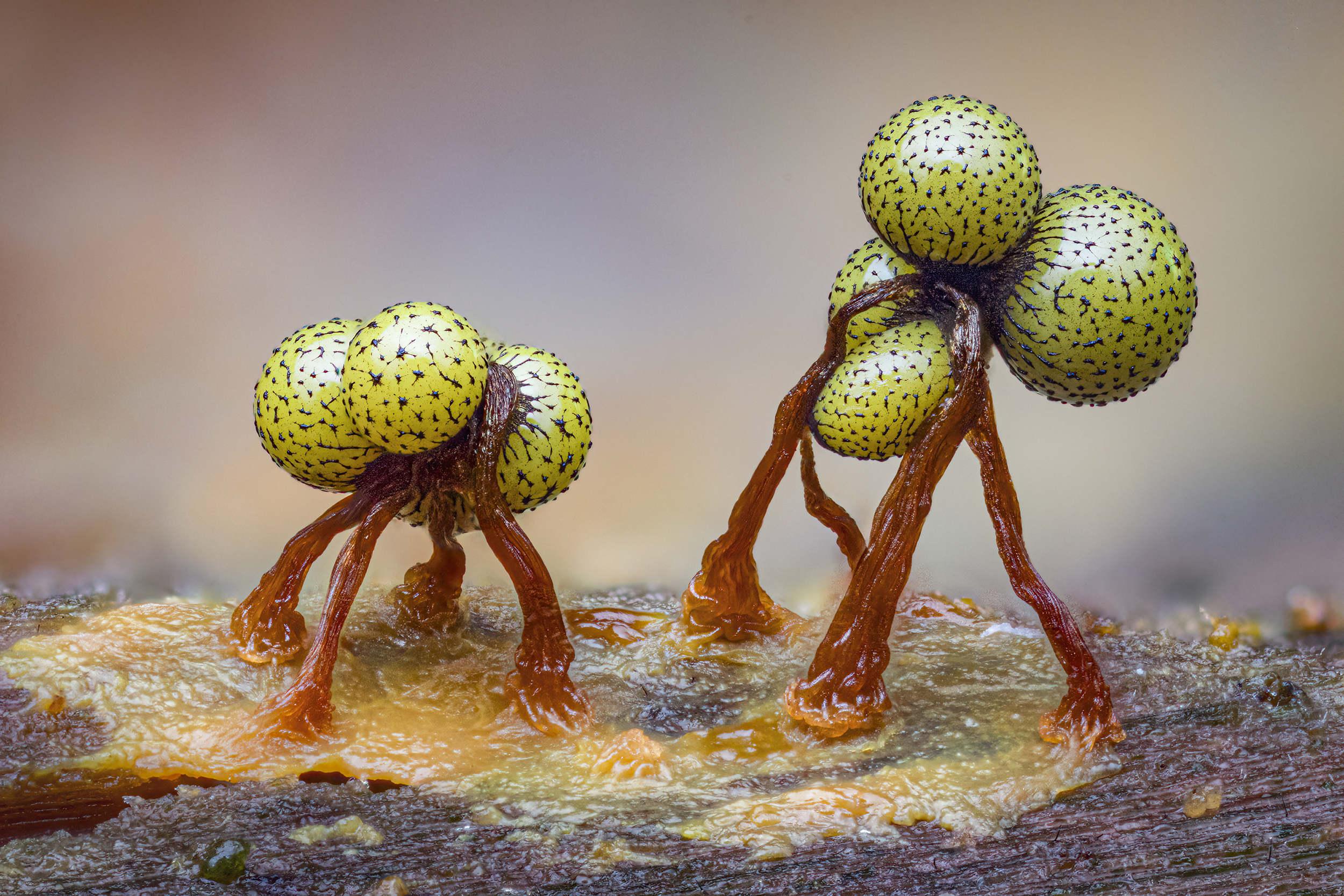 Tiny Dancers by Kutub Uddin