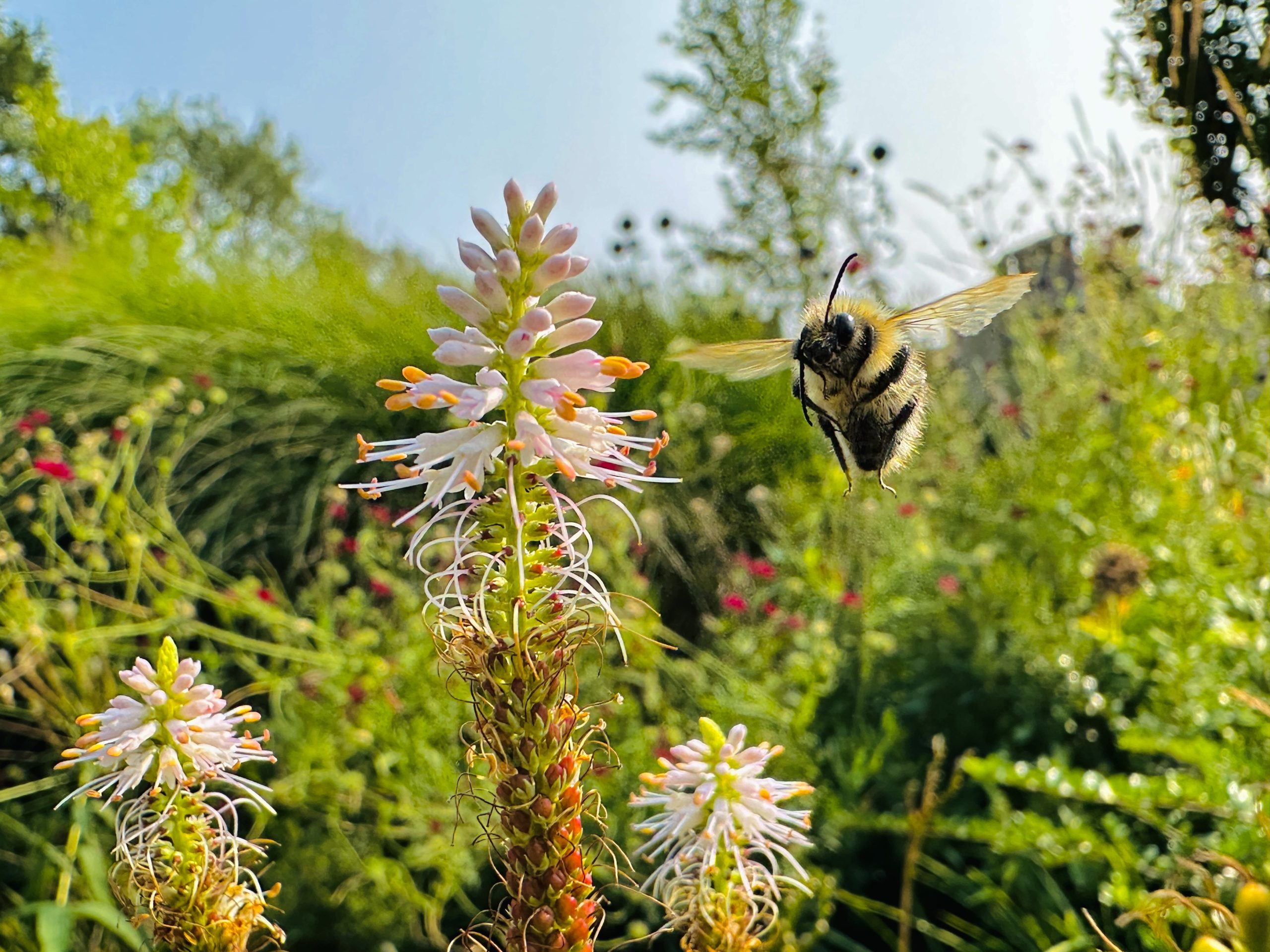 Flight of the Bumblebee by Amelie Davis