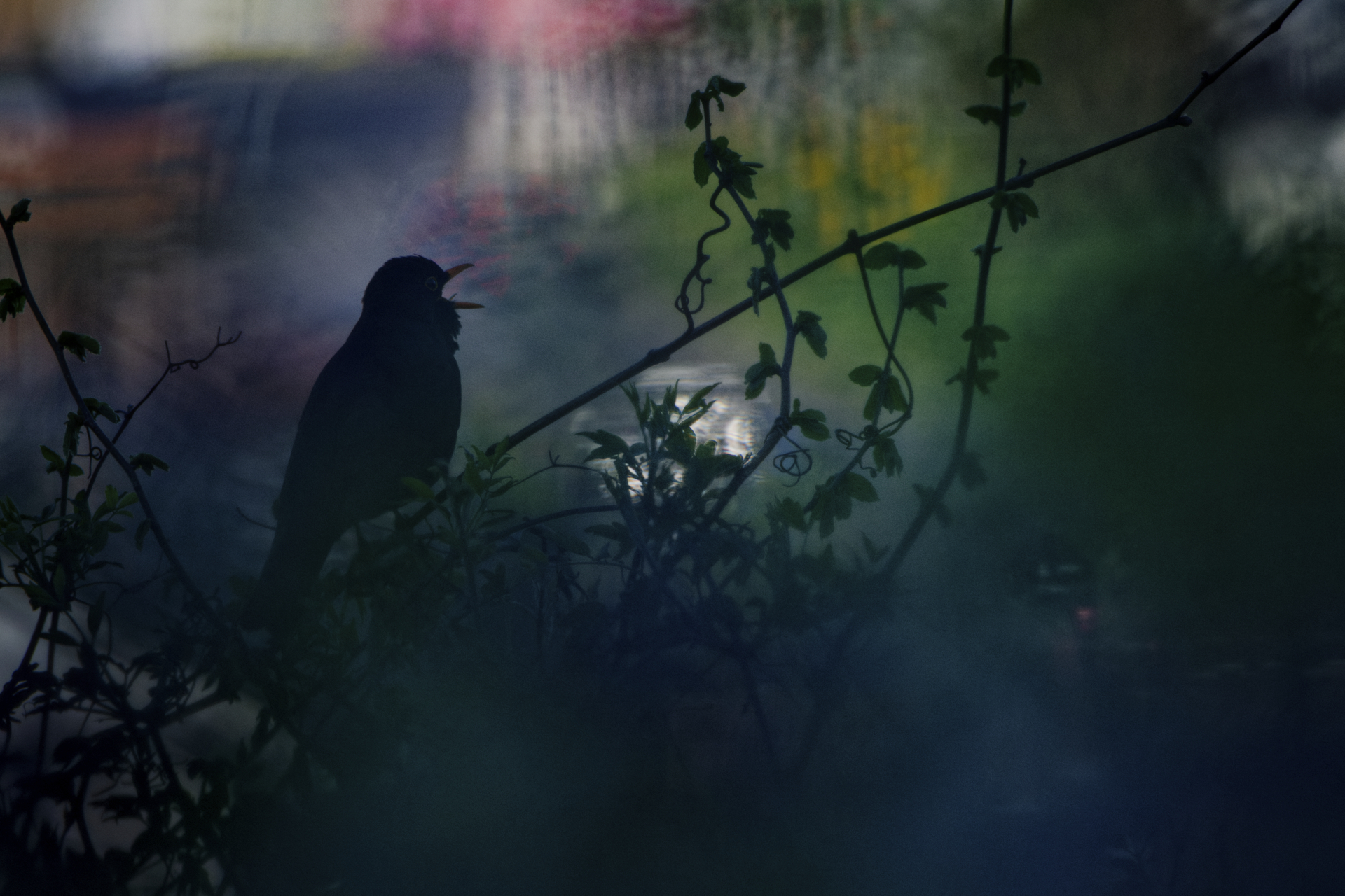 Birdsong Painted in Light by Konrad Gräeter