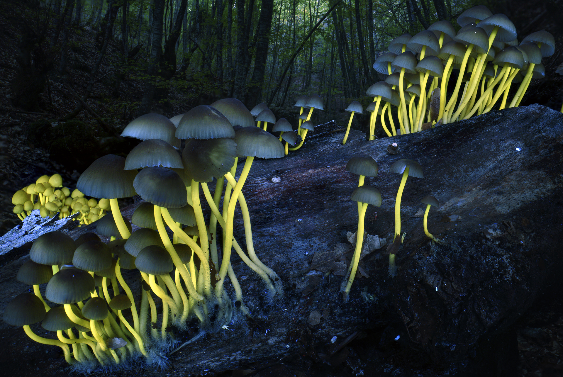 Shedding Light by Agorastos Papatsanis