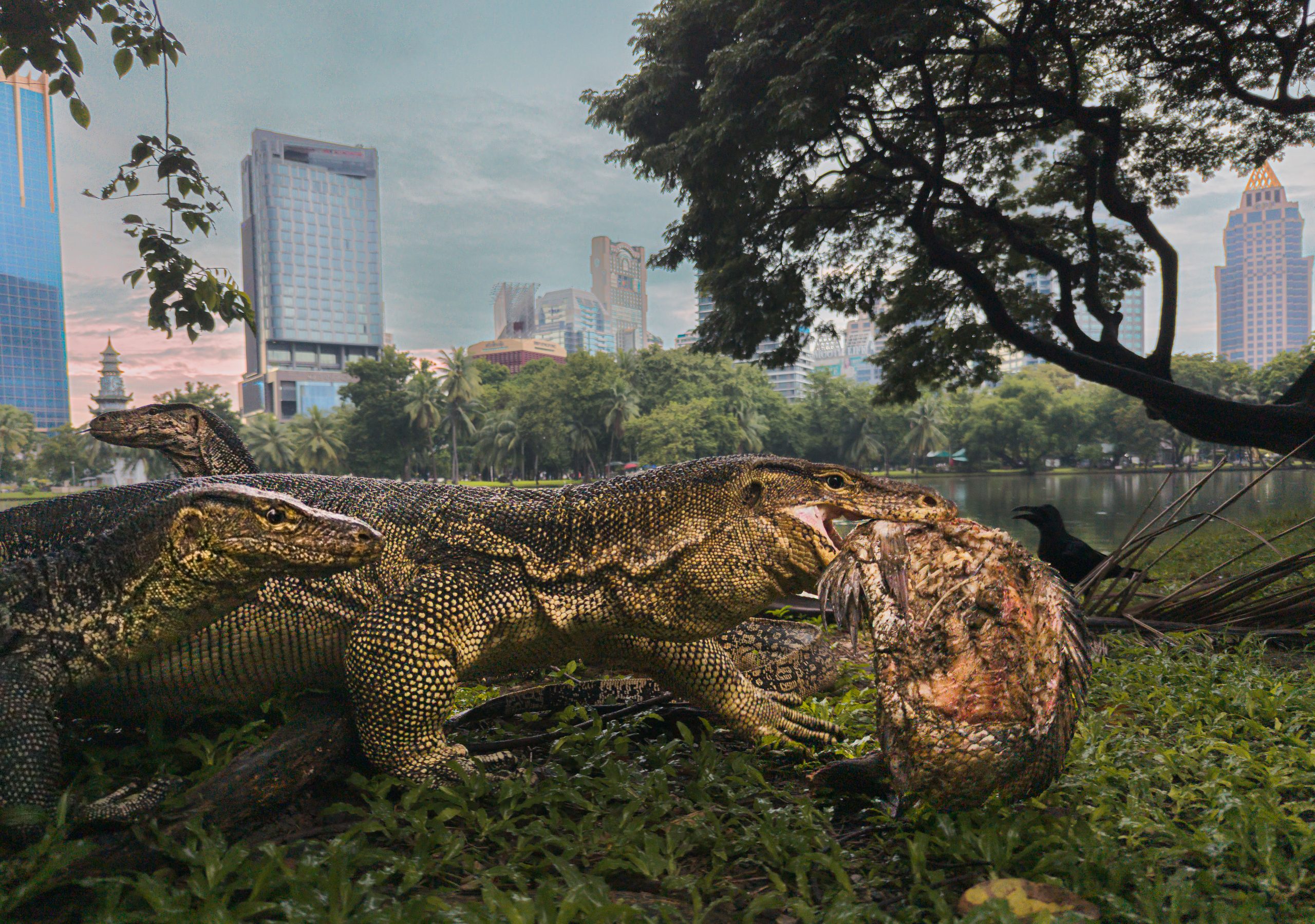 Urban Jungle by Seth Forestson