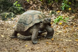 A Galápagos giant tortoise, in the Galápagos Islands. © Nick Dale/Getty A Galápagos giant tortoise walking down a path