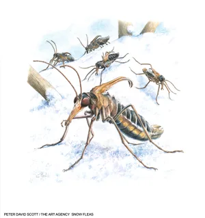 Snow Flea Snow flea illustration