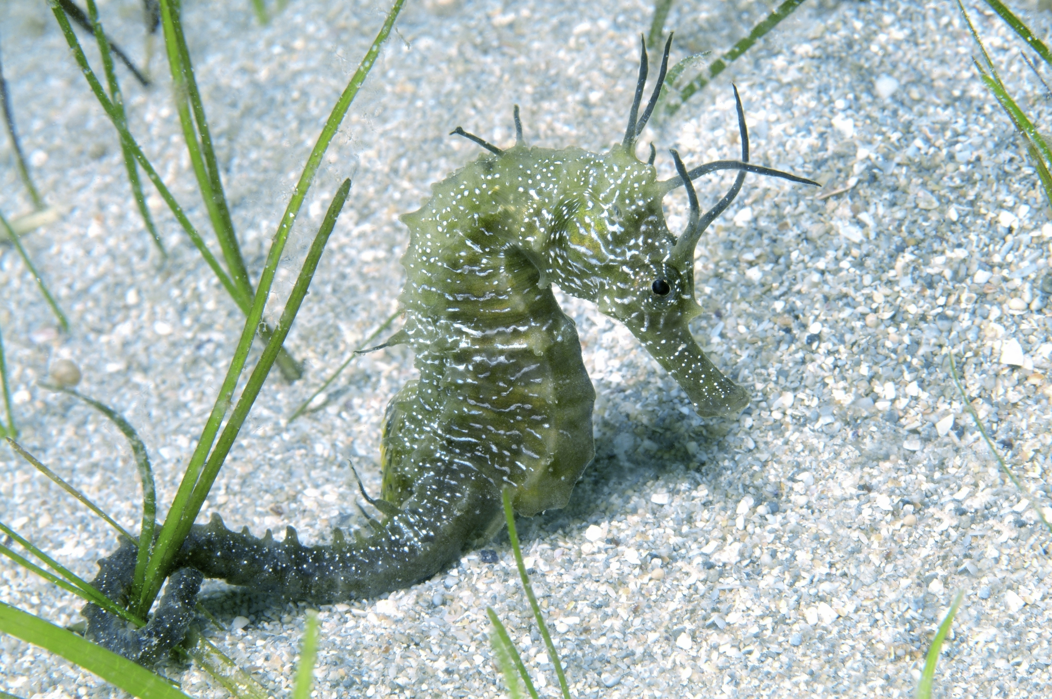 Short-snouted seahorse, in the Black Sea, Crimea, Ukraine. © Andrey Nekrasov/Getty