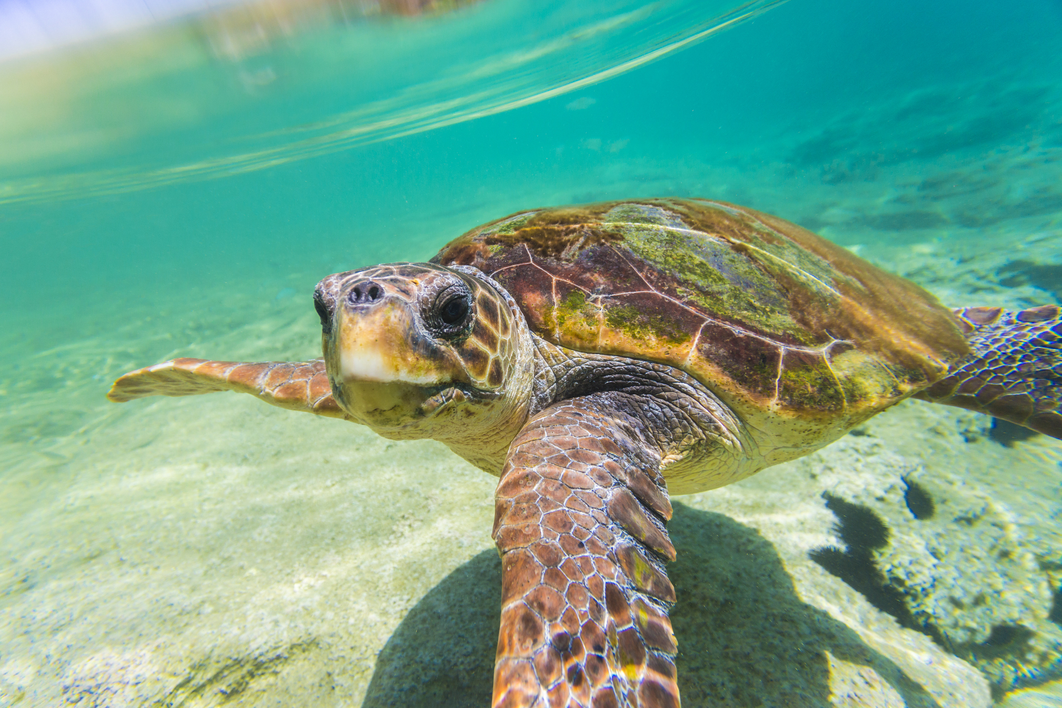 A loggerhead turtle photographed underwater in shallow water.