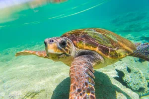 A loggerhead turtle at Elafonissos Island, Greece, Europe. © Giacomo Augugliaro/Getty A loggerhead turtle photographed underwater in shallow water.